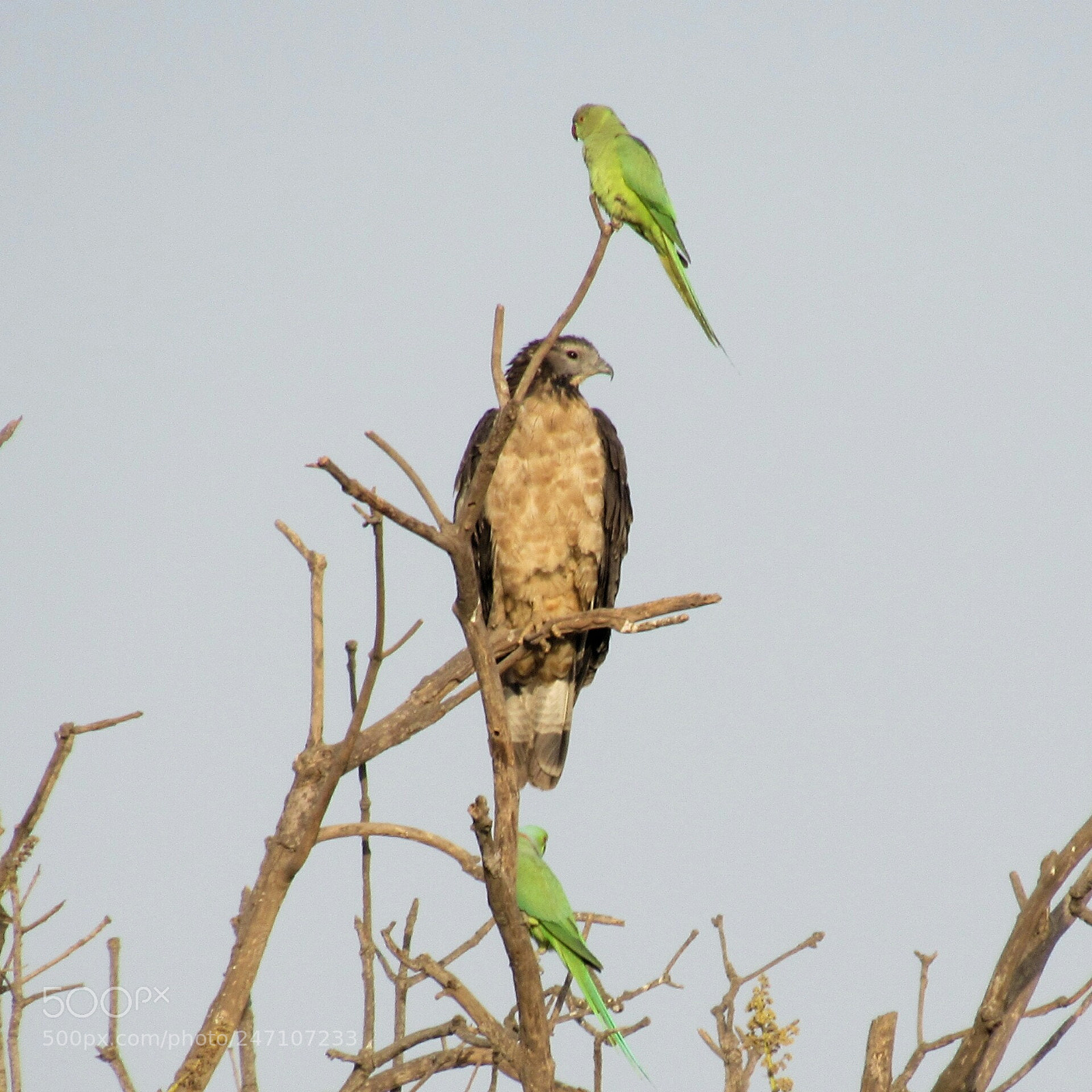 Canon PowerShot SX530 HS sample photo. Oriental honey buzzard, rose-ringed photography