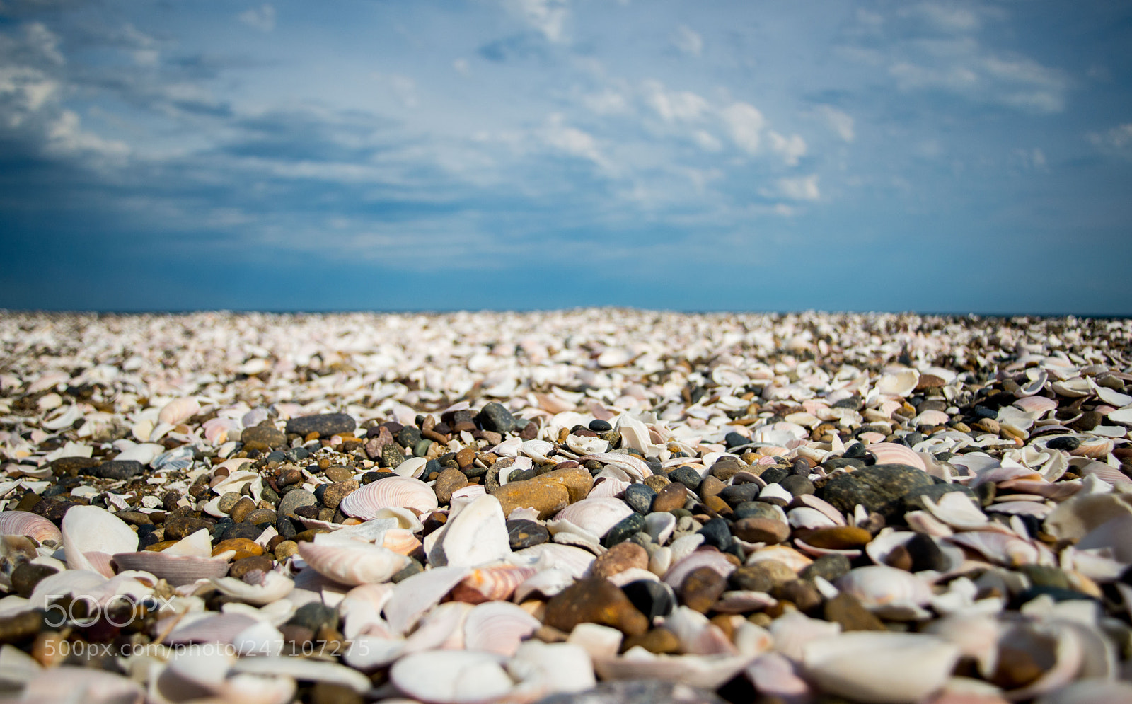 Nikon D610 sample photo. Seashell photography