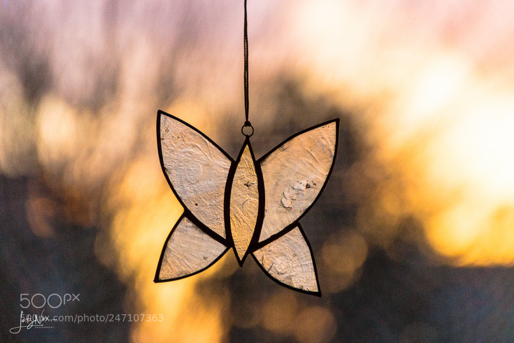 Sony SLT-A65 (SLT-A65V) sample photo. Pearly butterfly photography