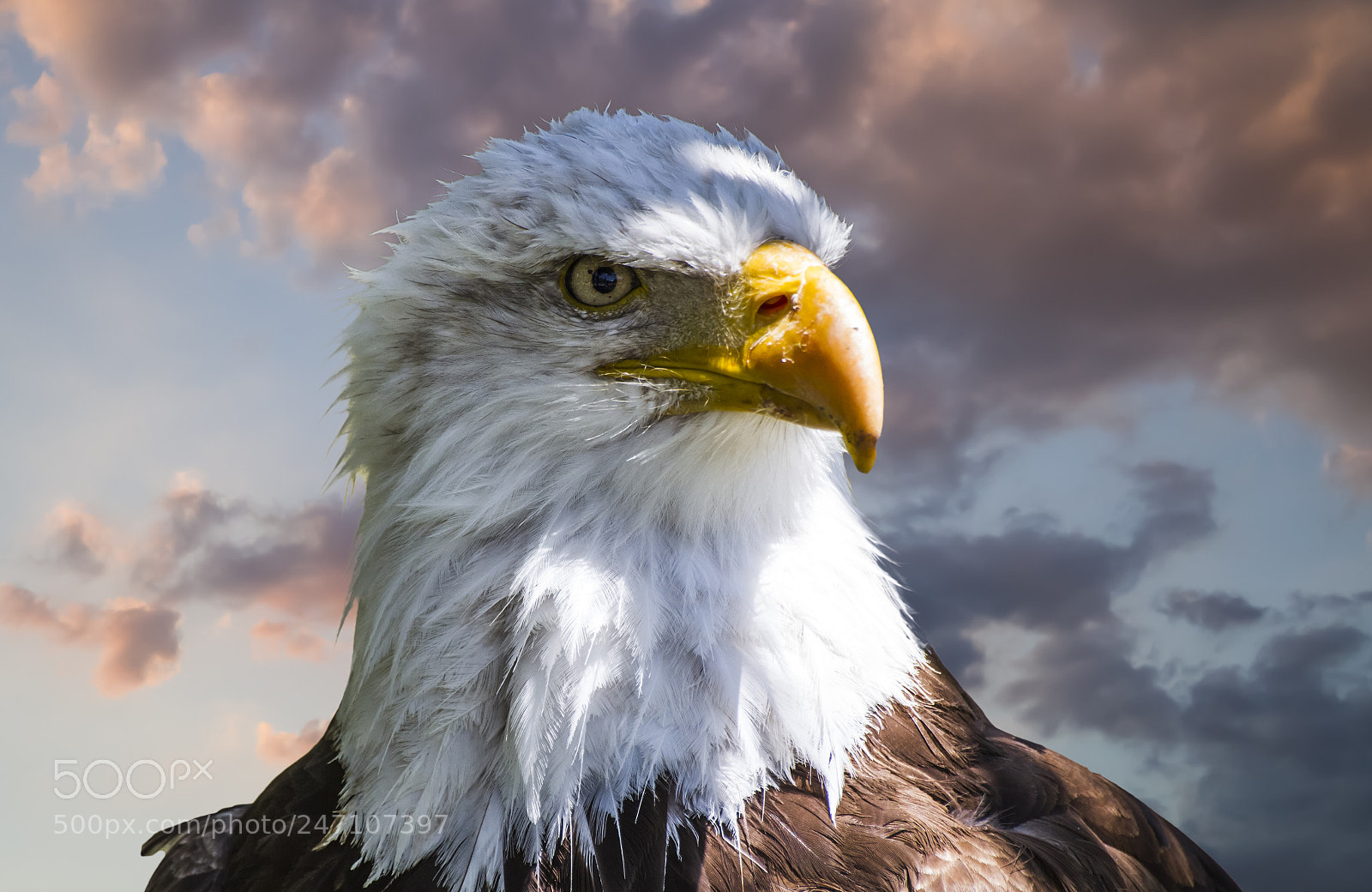 Canon EOS 7D sample photo. American white-headed eagle, beautiful photography
