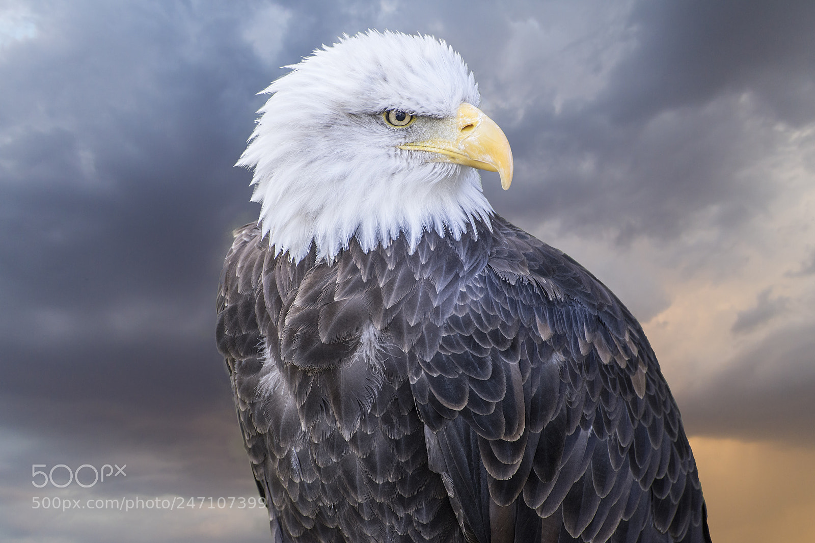 Sony a7 sample photo. Freedom american white-headed eagle photography