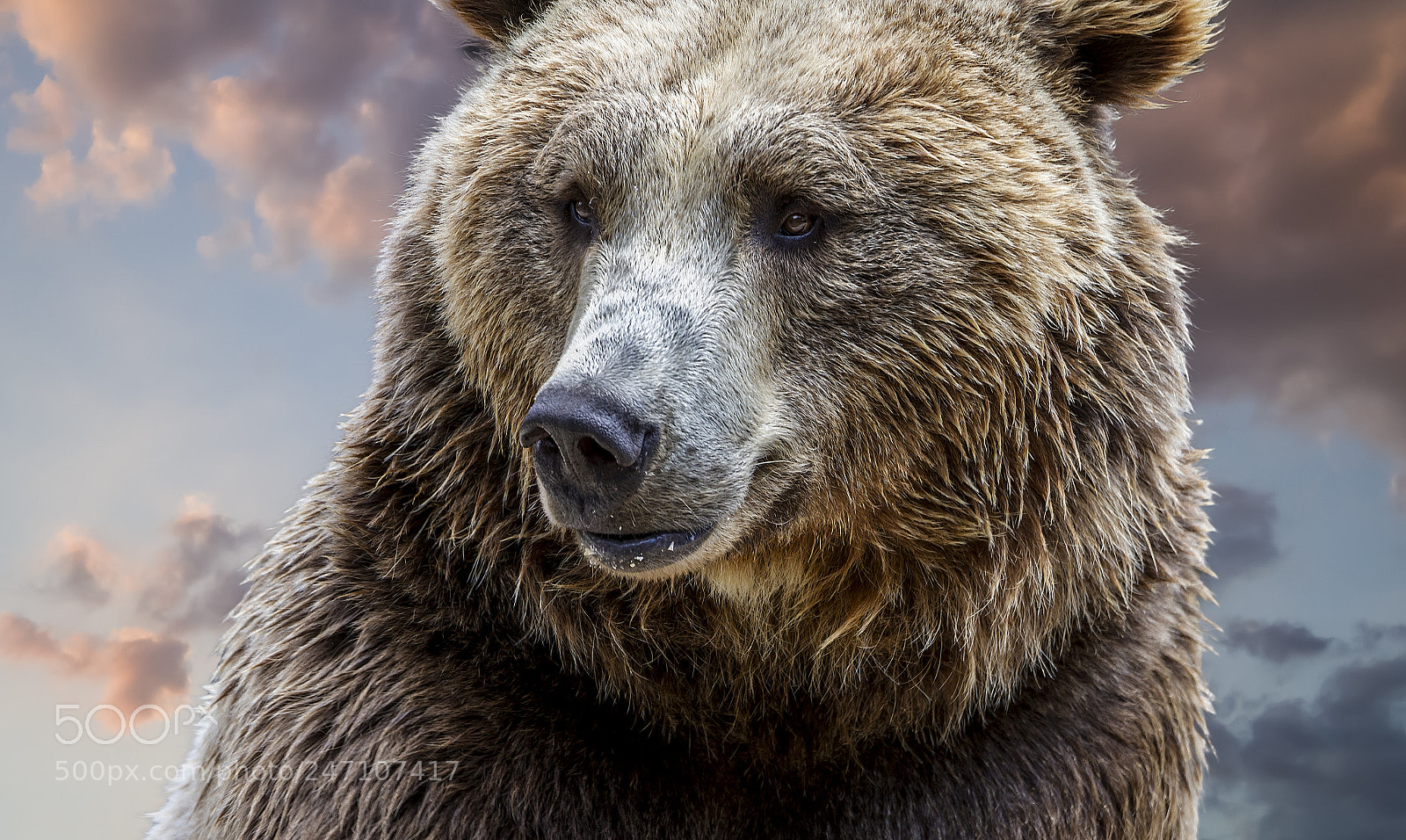 Canon EOS 7D sample photo. Brown bear, detail of photography