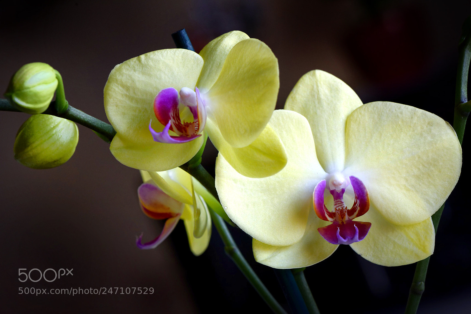 Nikon D4 sample photo. Jardin d'hiver photography