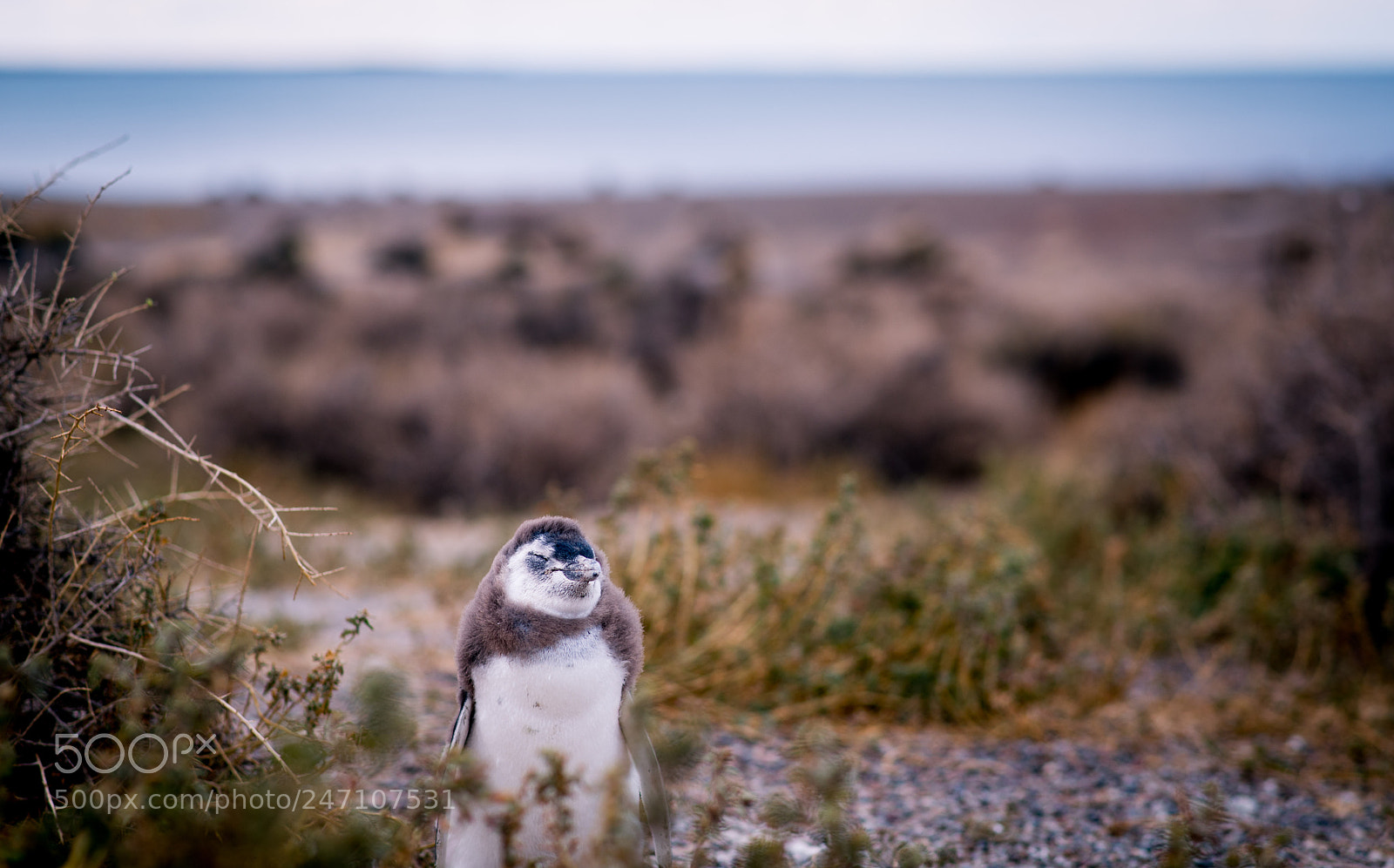 Nikon D610 sample photo. Plucked photography