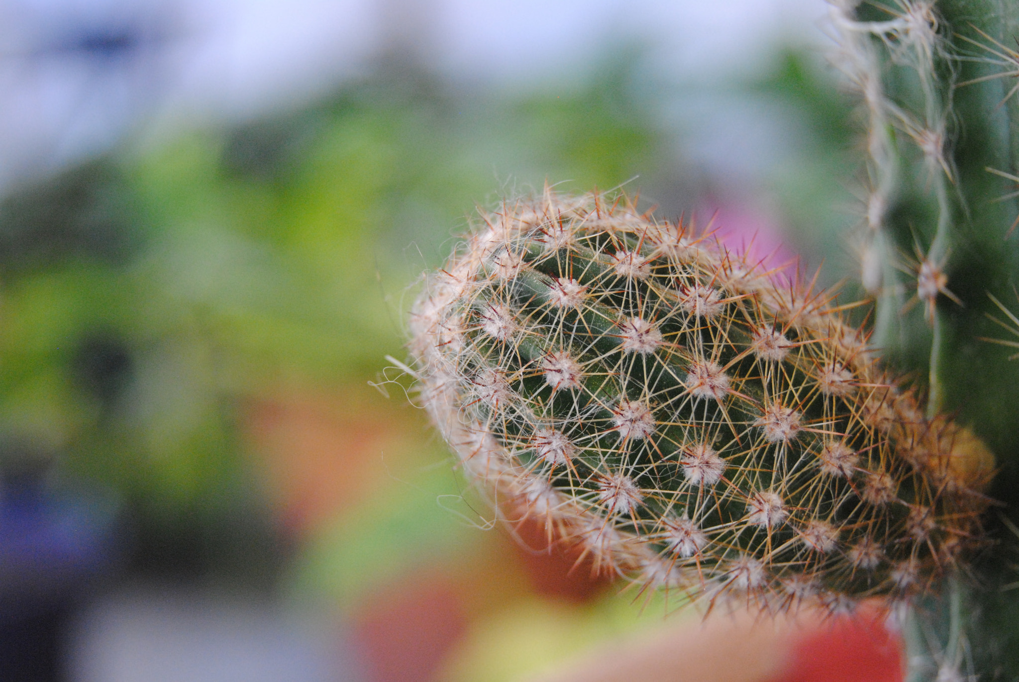 Nikon D3000 sample photo. Adaptarse photography