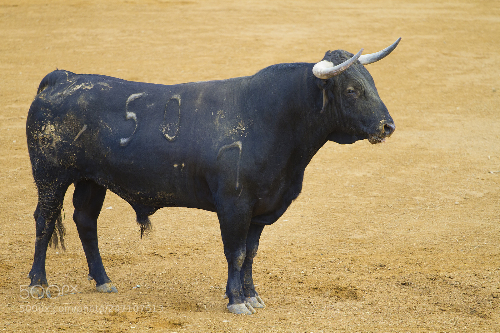 Canon EOS 7D sample photo. Powerful bull photography