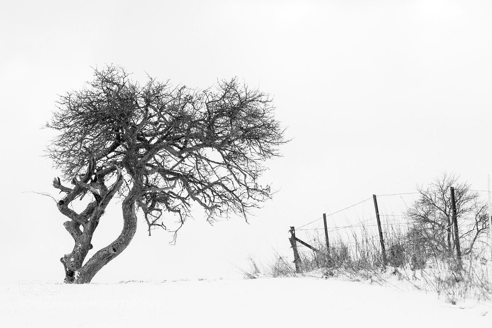 Canon EOS 7D Mark II sample photo. Winter tree photography