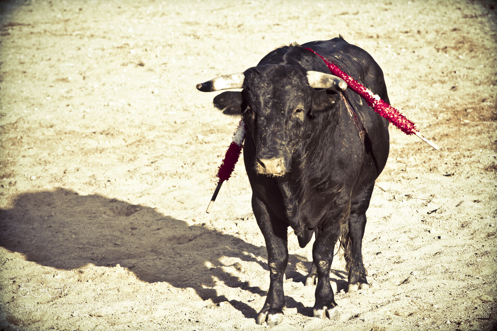 Canon EOS 7D sample photo. Spanish bull. bullfight. photography