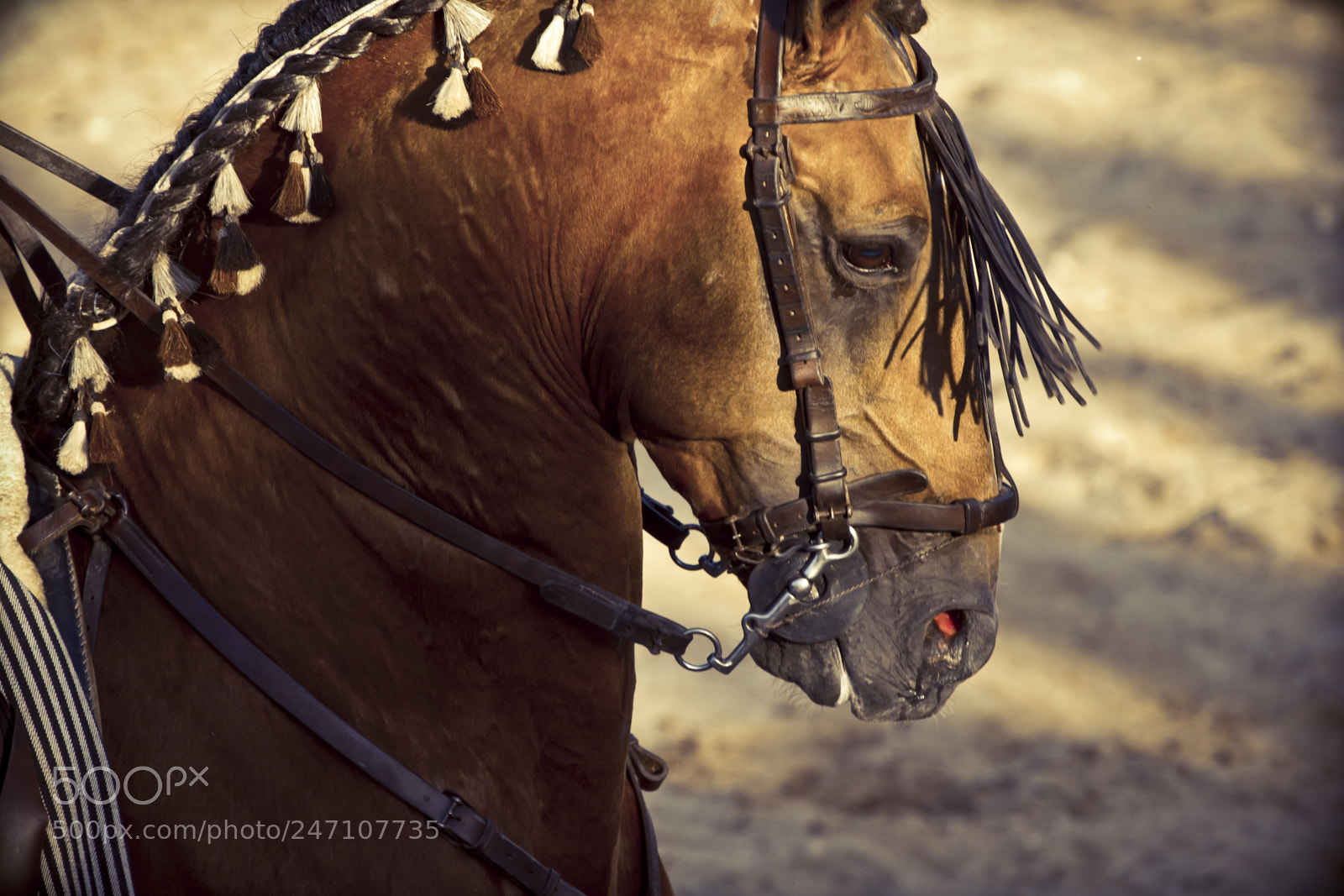 Canon EOS 7D sample photo. Fighting bull picture from photography