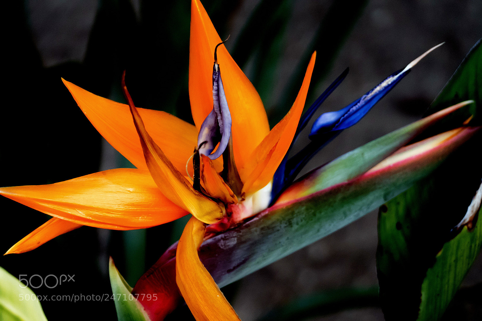 Panasonic Lumix DMC-FZ1000 sample photo. Bird of paradise photography