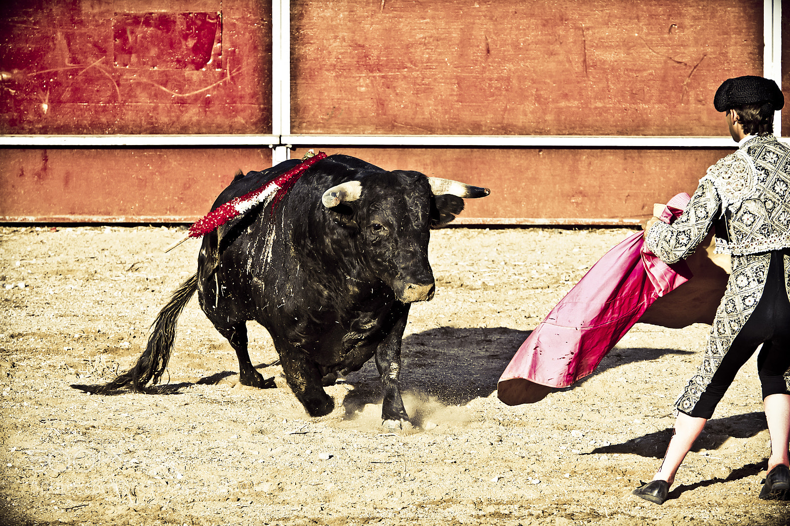 Canon EOS 7D sample photo. Matador and bull in photography