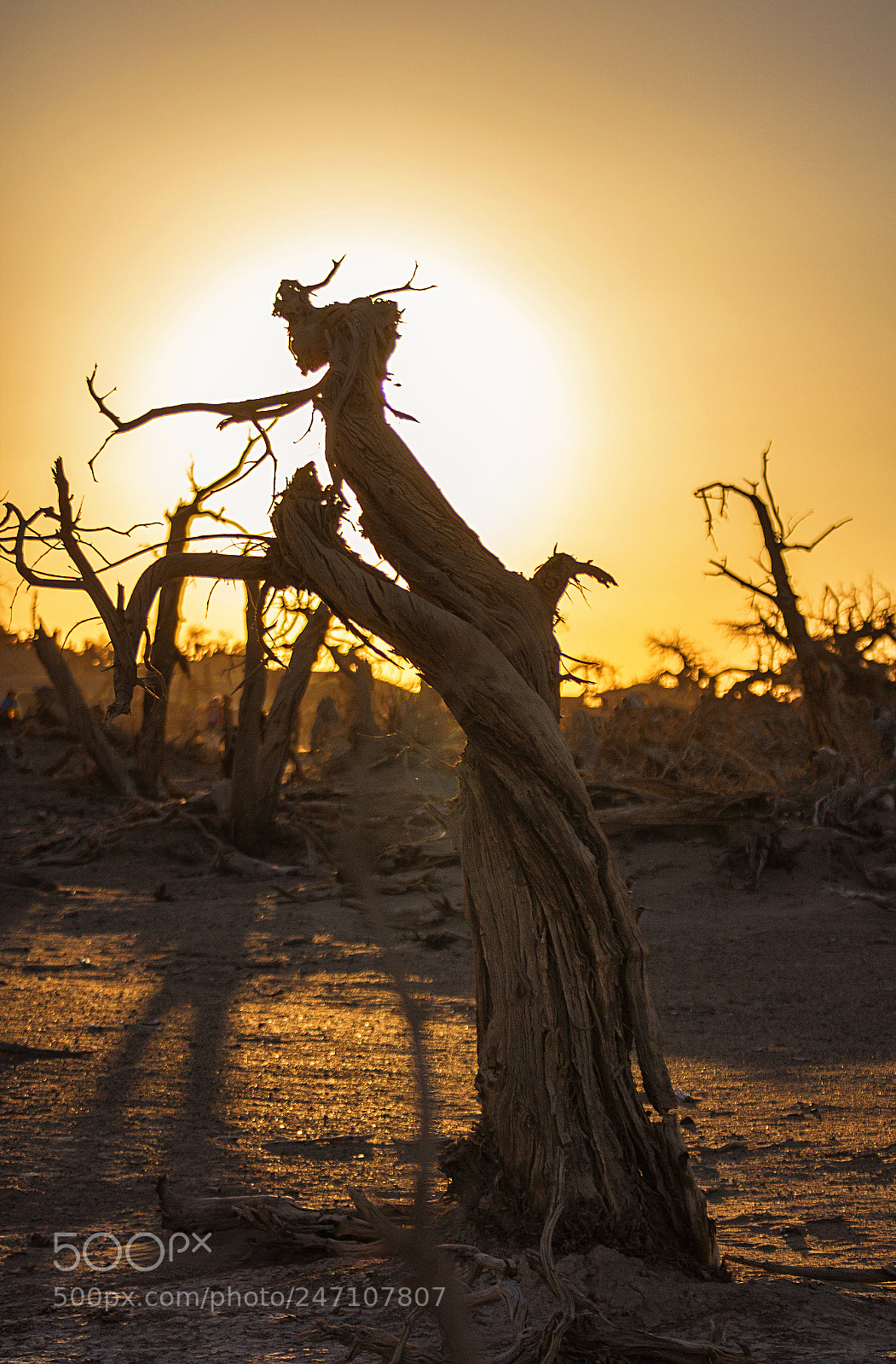 Canon EOS 600D (Rebel EOS T3i / EOS Kiss X5) sample photo. Populus euphratica sunset photography