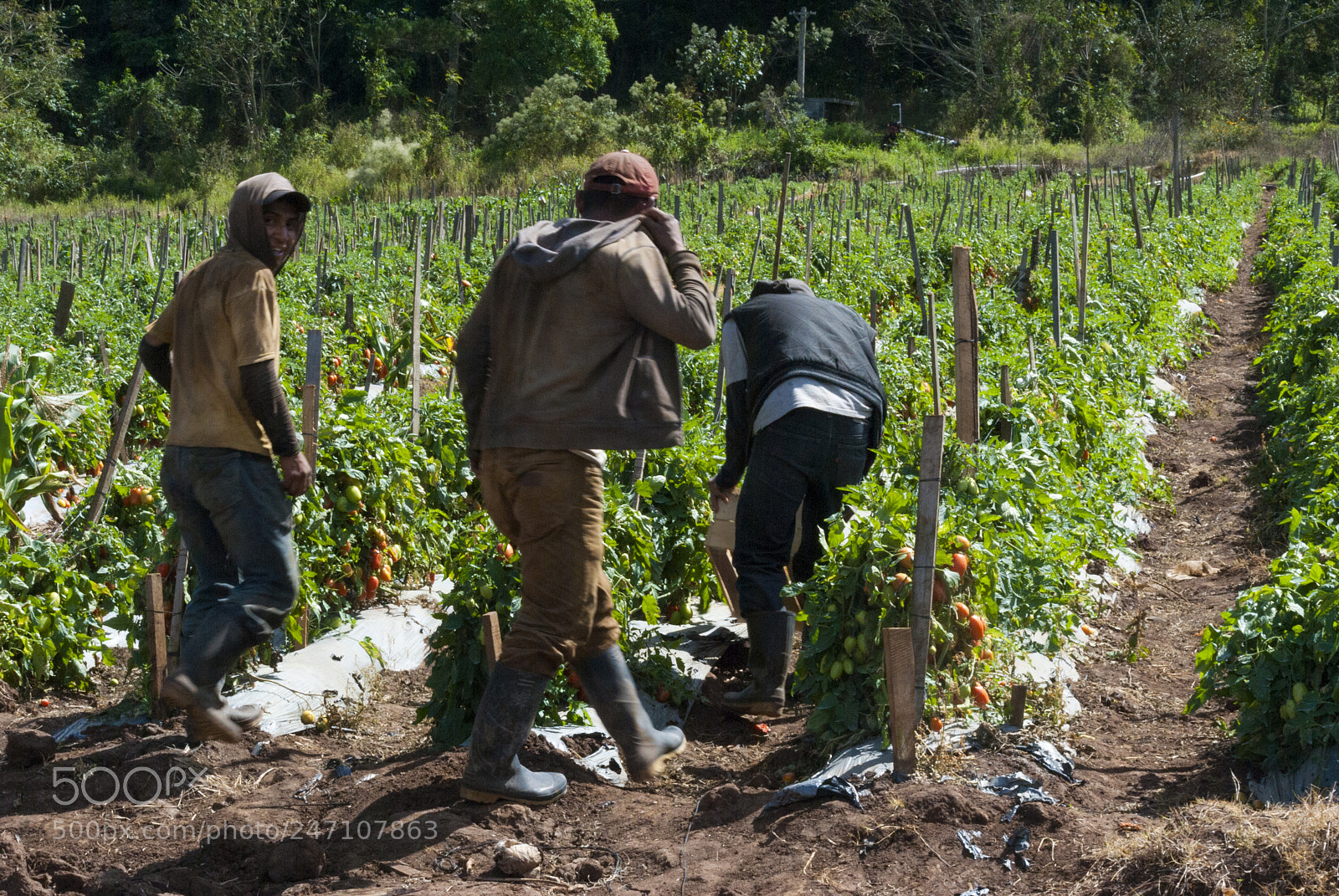 Nikon D3000 sample photo. Latin american workers harvesting photography