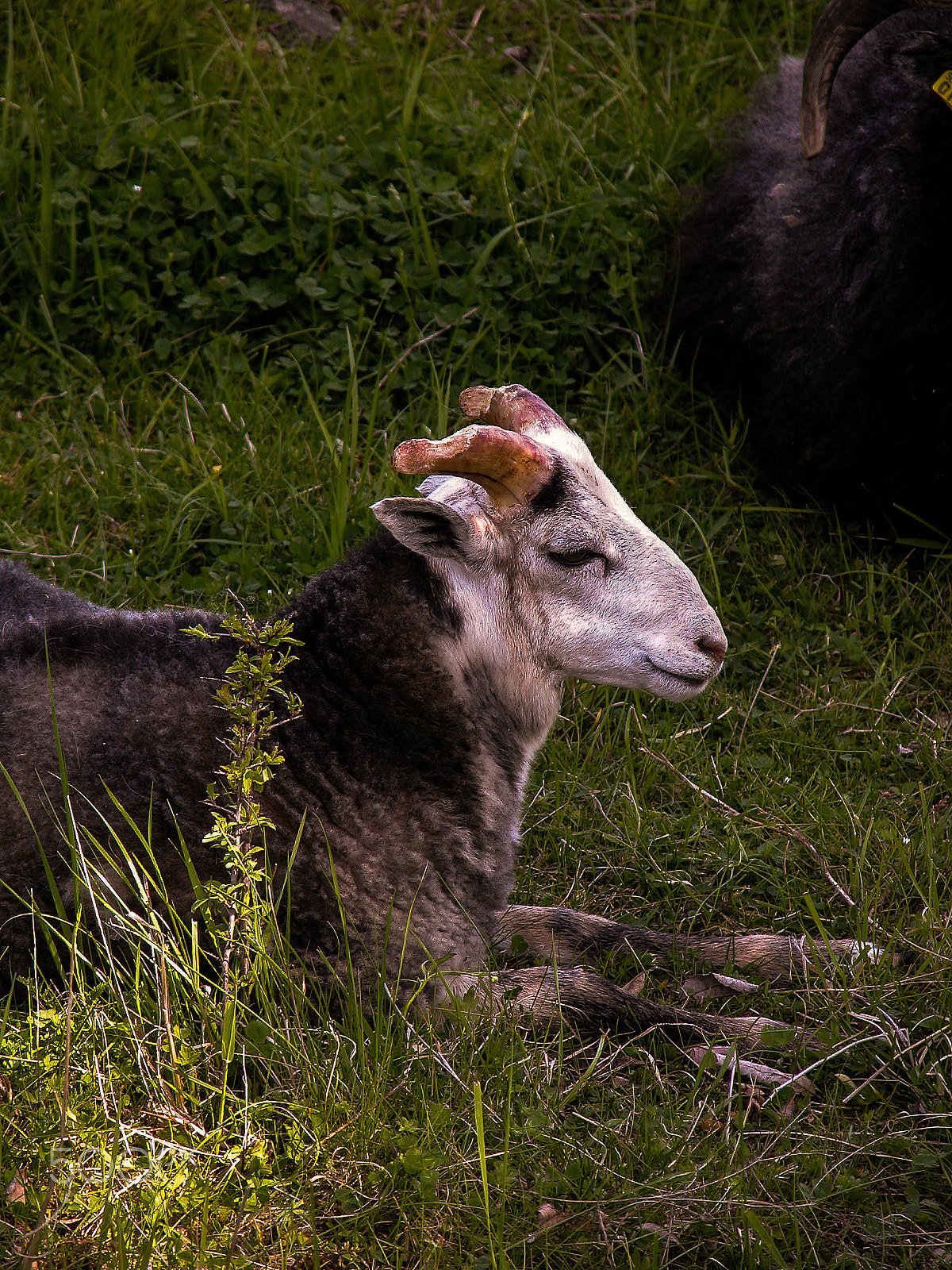 Nikon E5700 sample photo. A lamm resting in the grass. photography