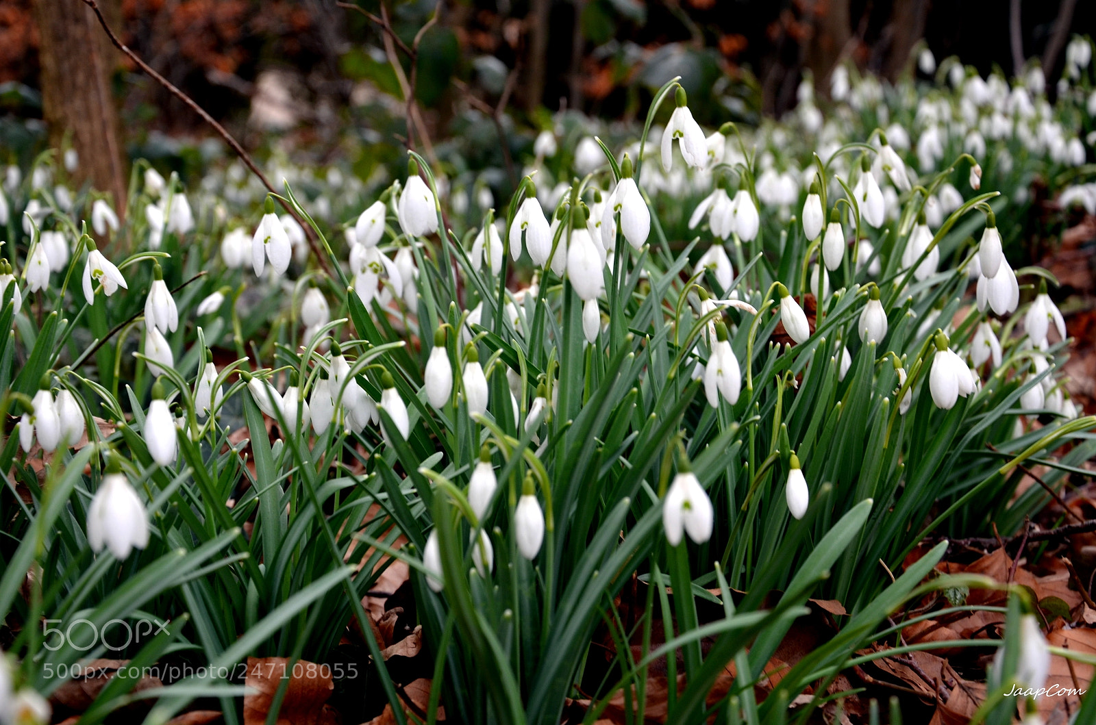 Nikon D5100 sample photo. Flowers sneeuwklokjes photography