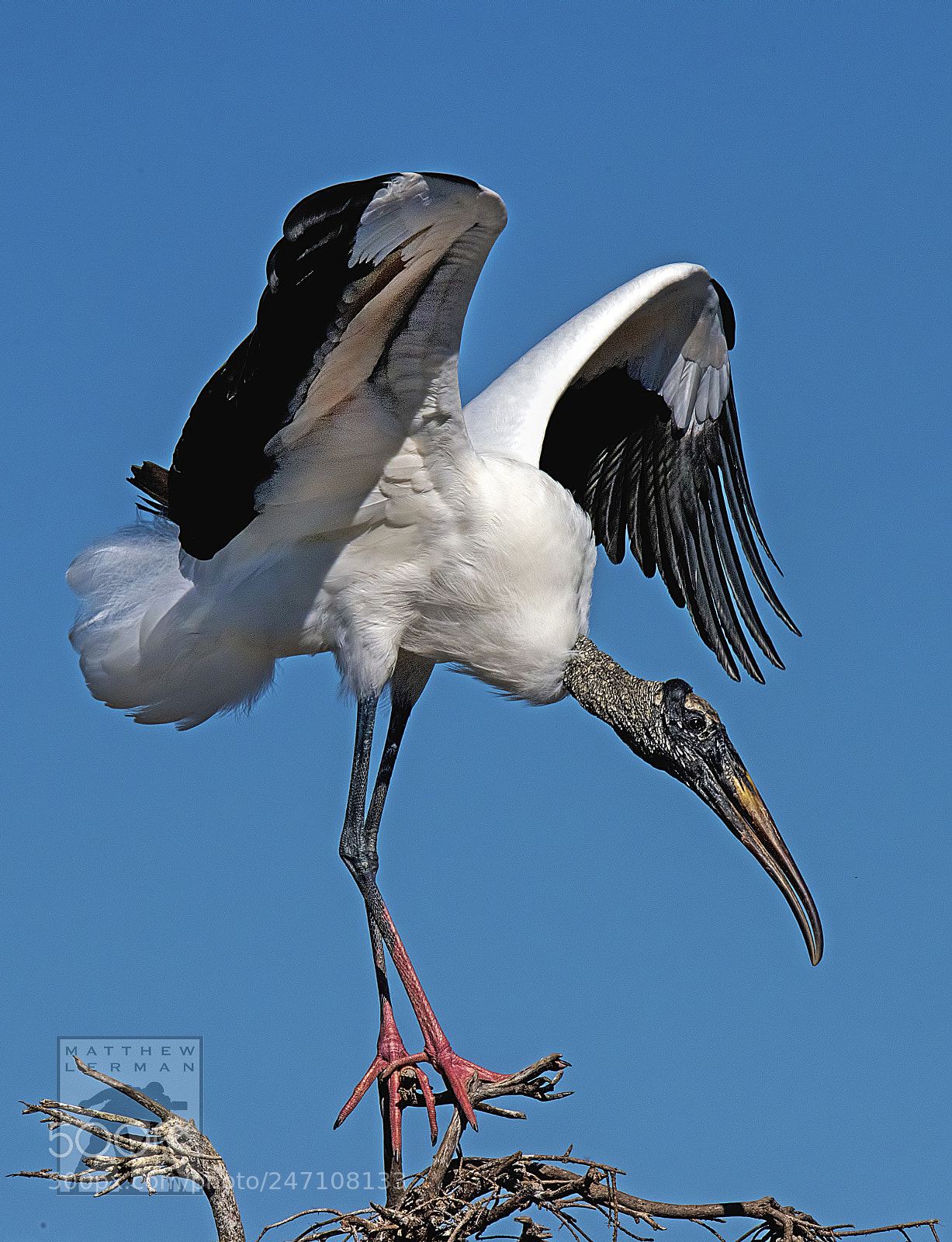Nikon D810 sample photo. Apex photography
