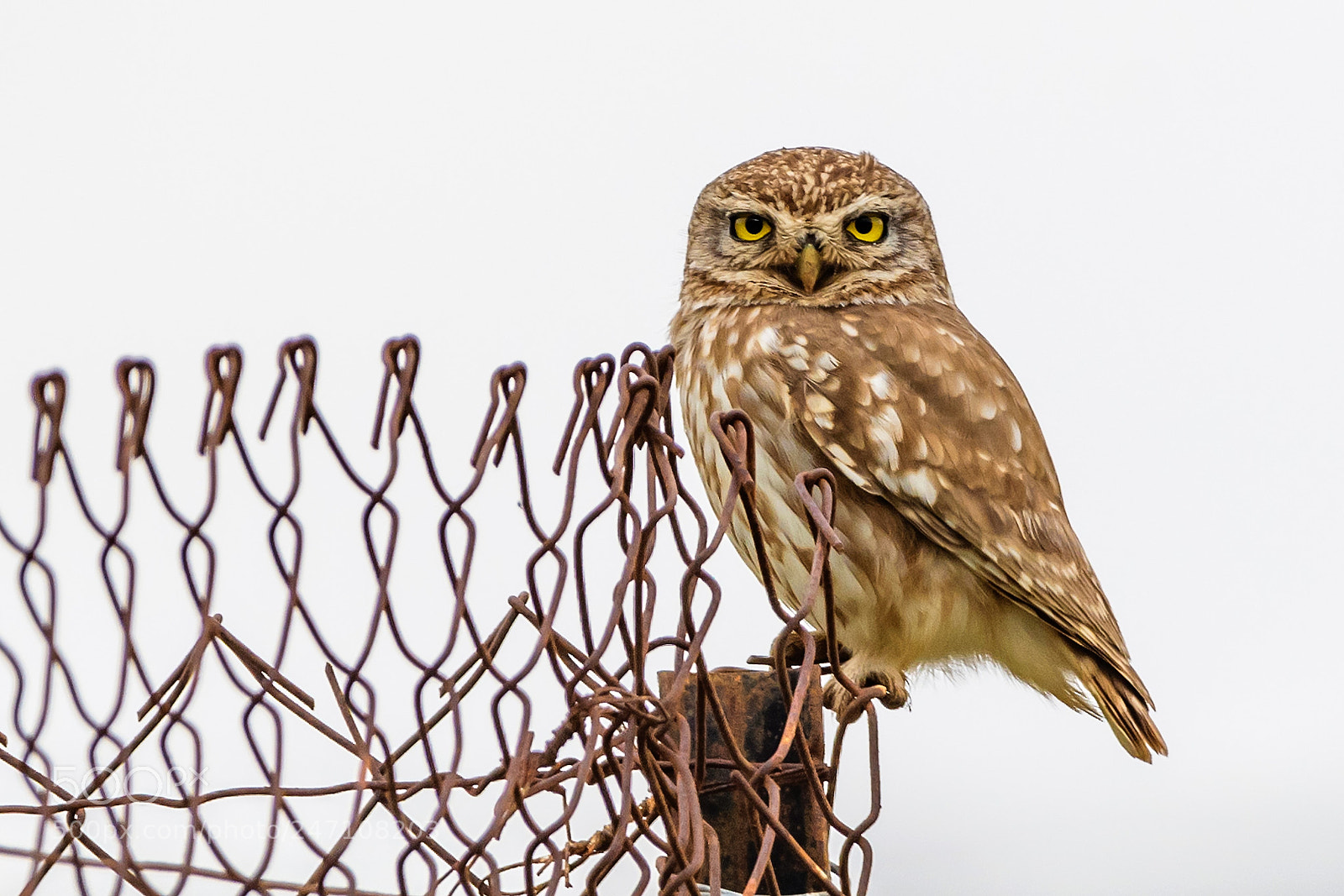 Nikon D500 sample photo. Owl photography