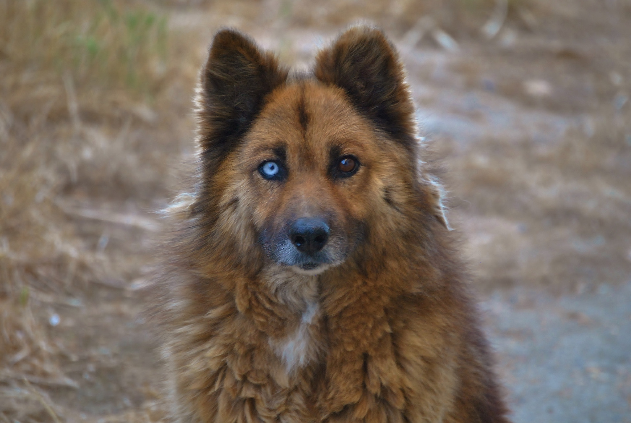 Nikon D3000 sample photo. Dog portrait photography