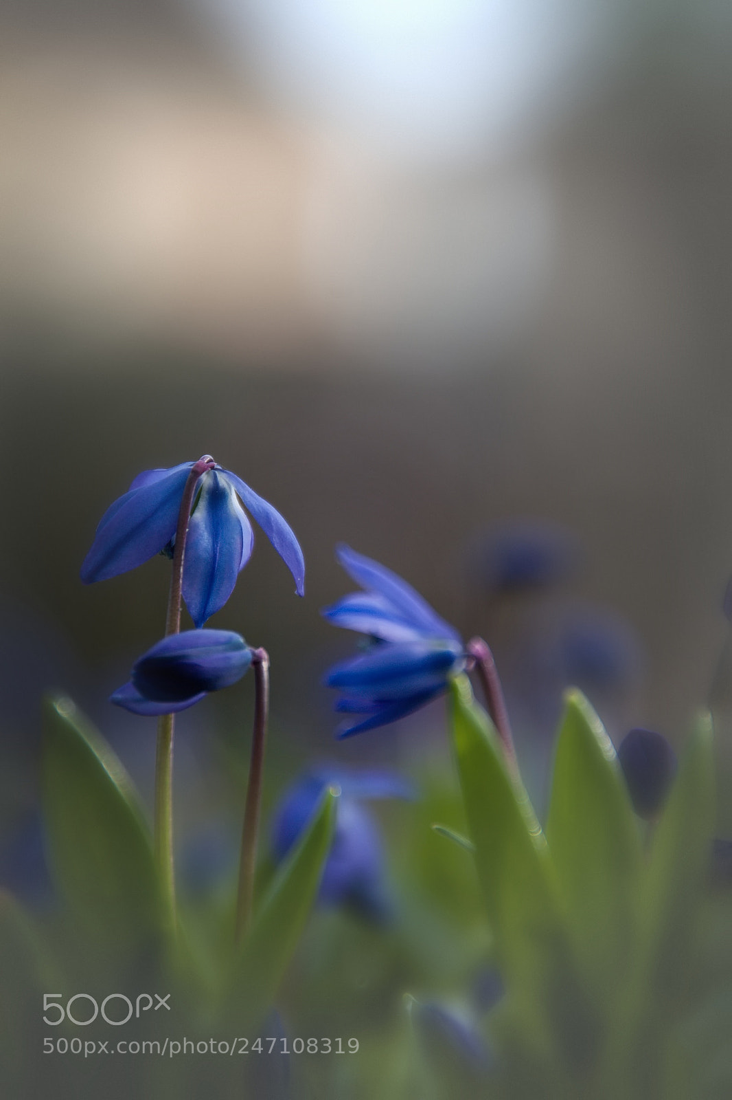 Canon EOS 600D (Rebel EOS T3i / EOS Kiss X5) sample photo. Bluestar flower (scilla bifolia) photography