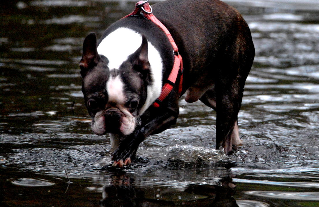 Sigma 150-600mm F5-6.3 DG OS HSM | C sample photo. Dsc photography