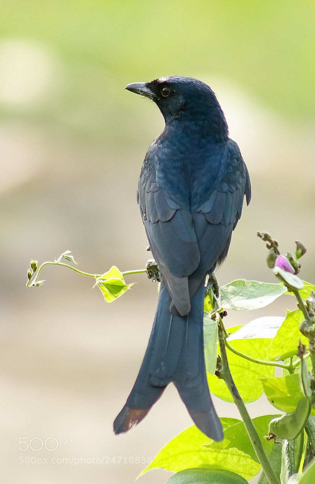 Canon EOS 80D sample photo. Black drongo photography