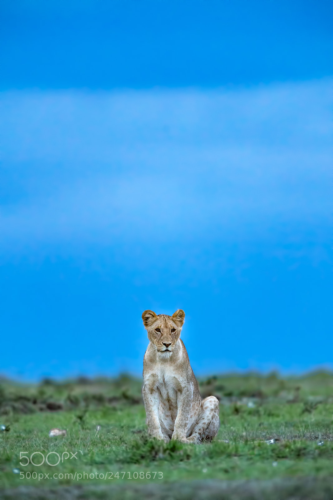 Nikon D5 sample photo. Lion blues photography