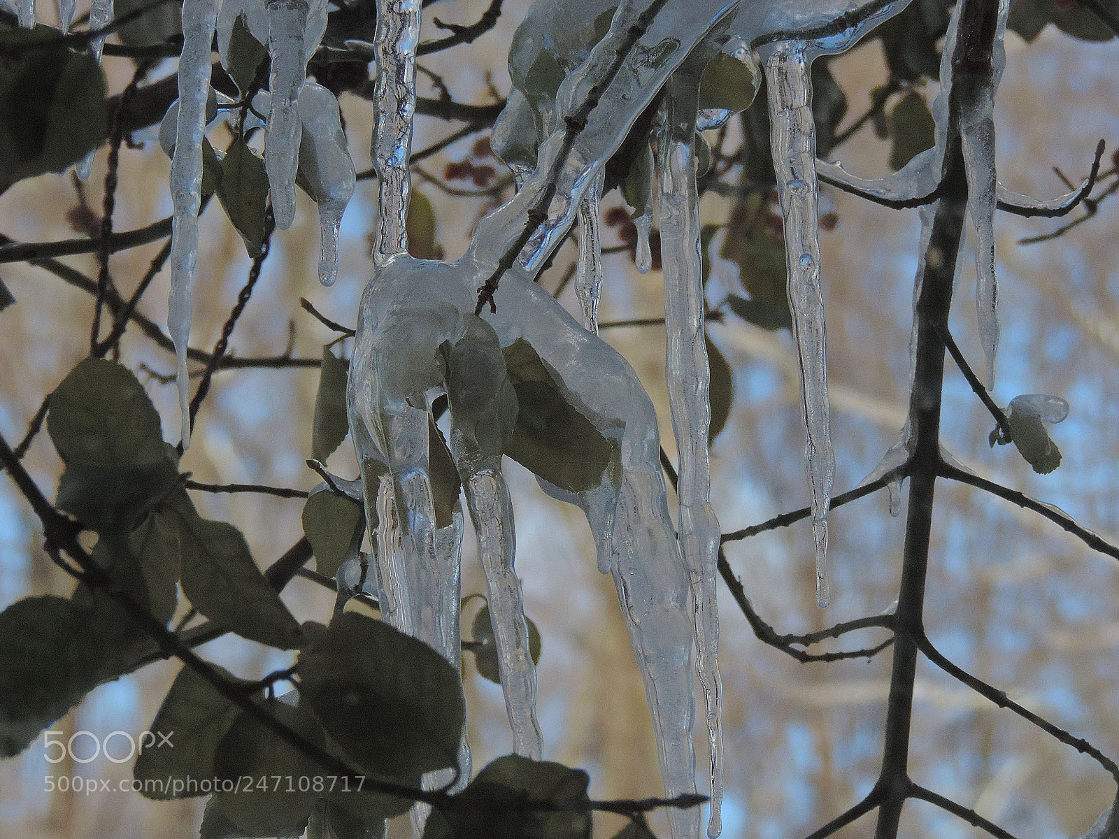 Nikon Coolpix P520 sample photo. Ice thru the window 6 photography