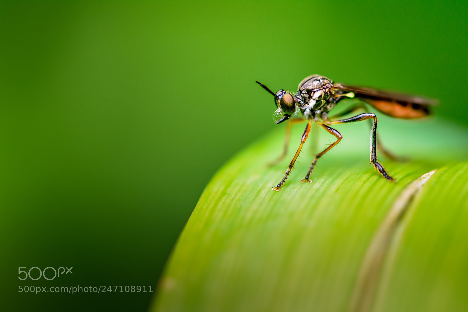 Nikon D7100 sample photo. Prospect of predation photography