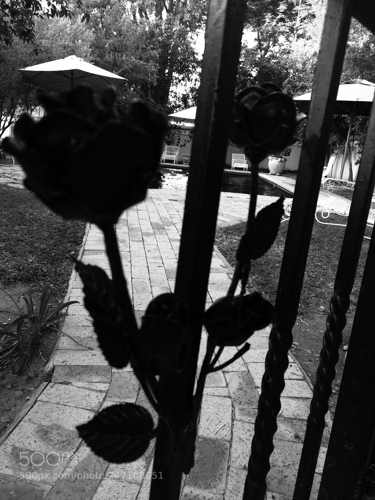 Apple iPhone 5s sample photo. Roses... photography