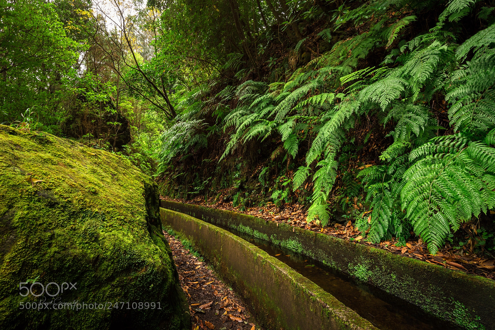 Nikon D810 sample photo. Levada fajã do rodrigues photography