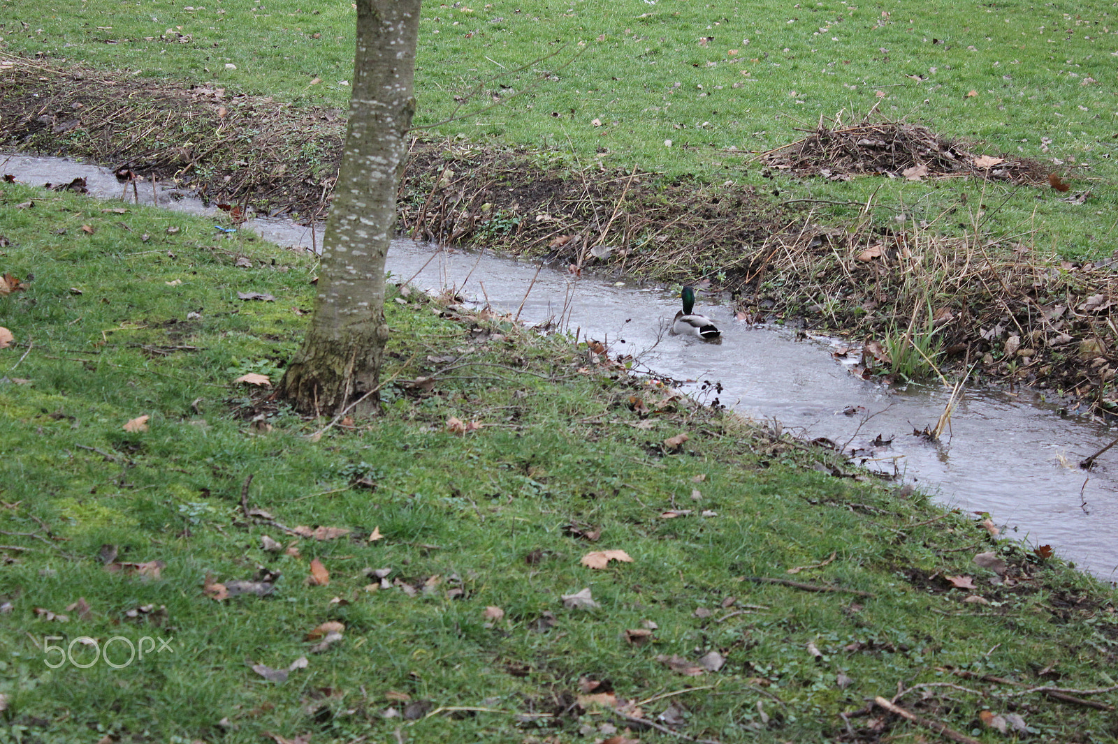 Canon EOS 550D (EOS Rebel T2i / EOS Kiss X4) sample photo. Die ente schwimmt im fluss photography
