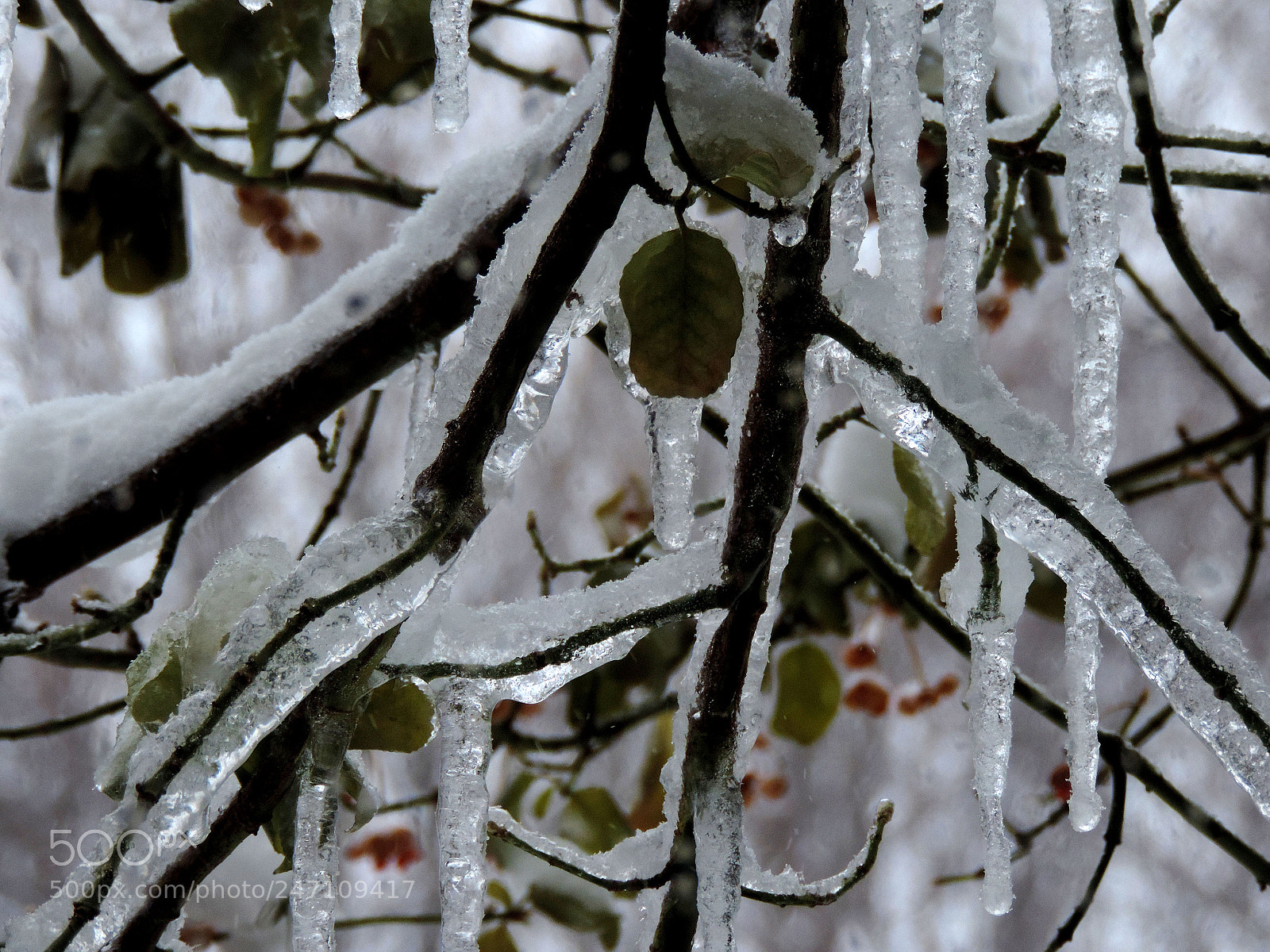 Nikon Coolpix P520 sample photo. Ice thru the window 7 photography