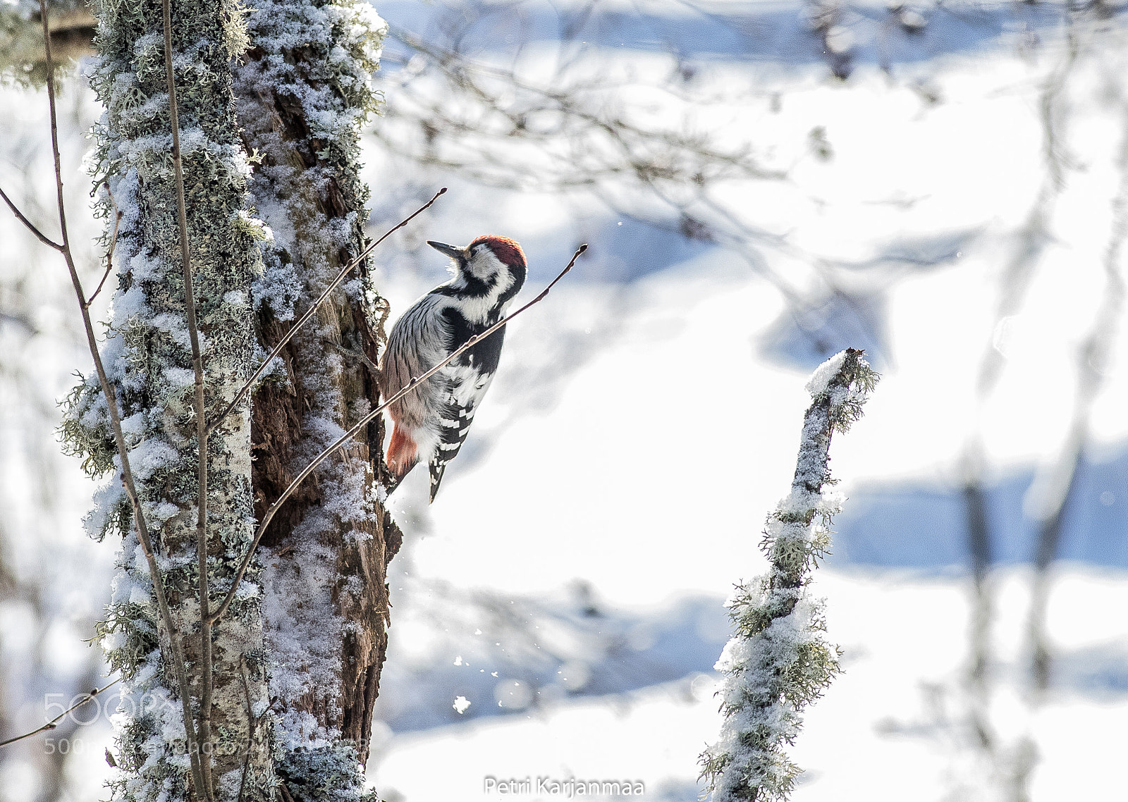 Canon EOS 7D Mark II sample photo. Dendrocopos leucotos photography