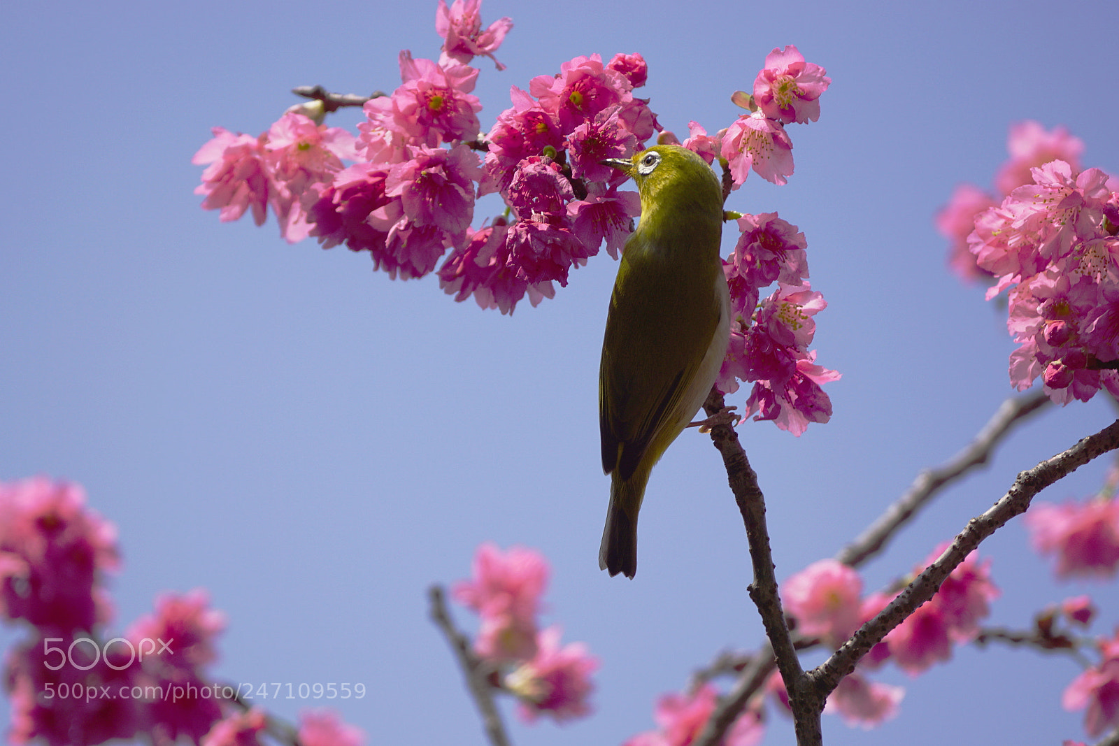 Sony ILCA-77M2 sample photo. Flower queen photography
