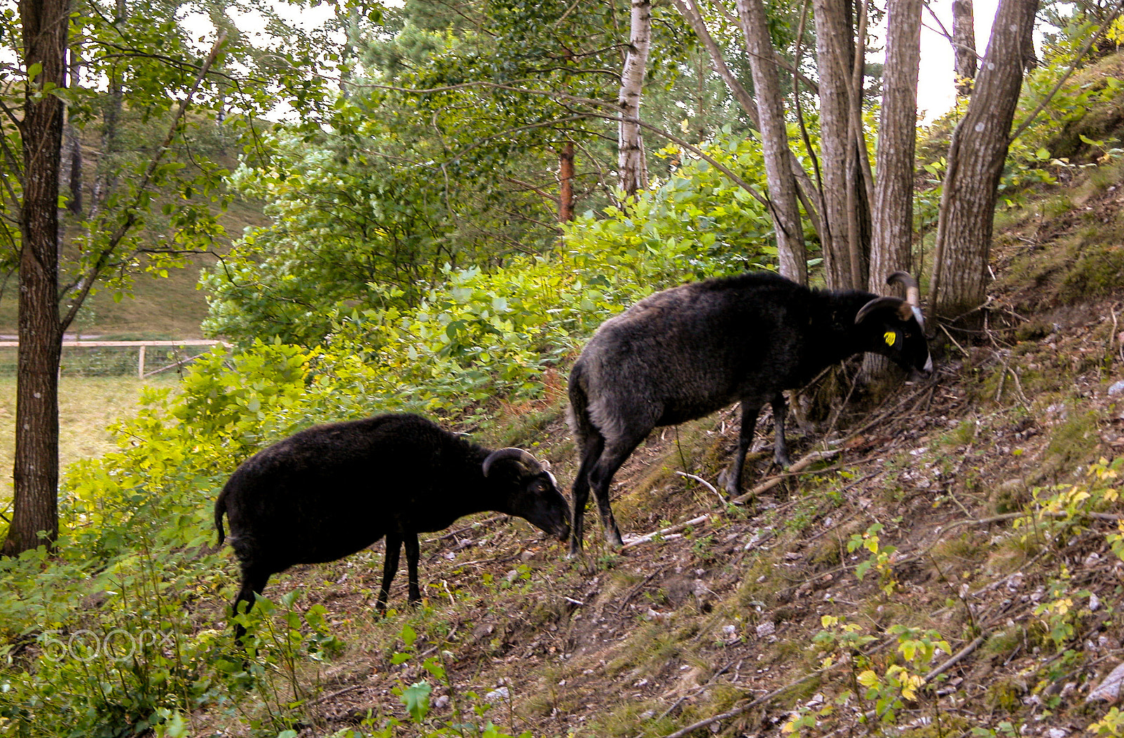 Nikon E5700 sample photo. Two black sheep grazing on the hill slope. photography