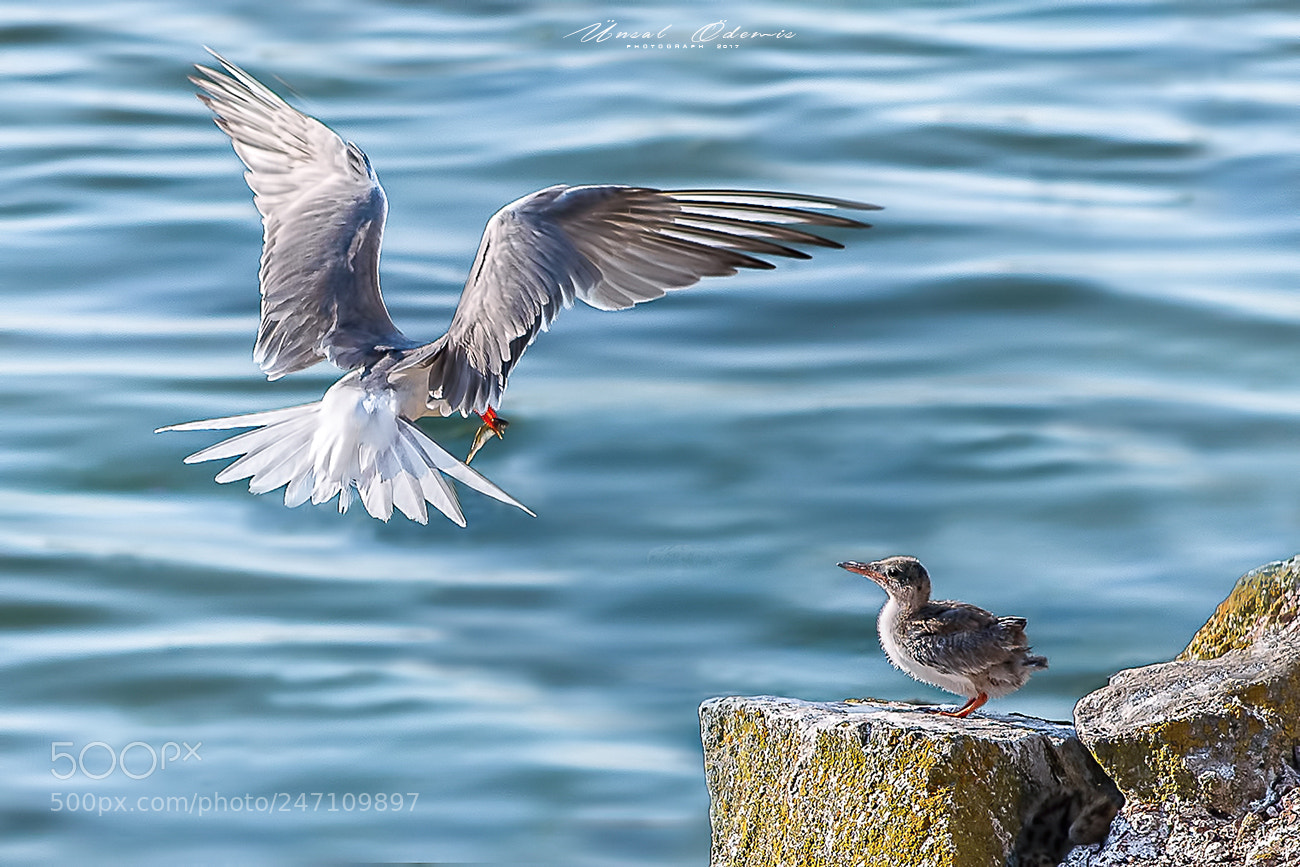 Nikon D810 sample photo. Sumru 15 photography