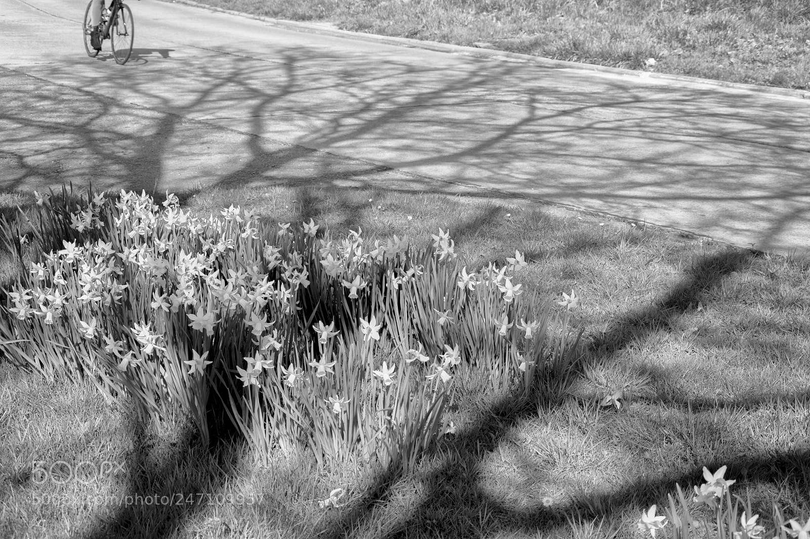 Nikon D5200 sample photo. Flandrien.jpg photography