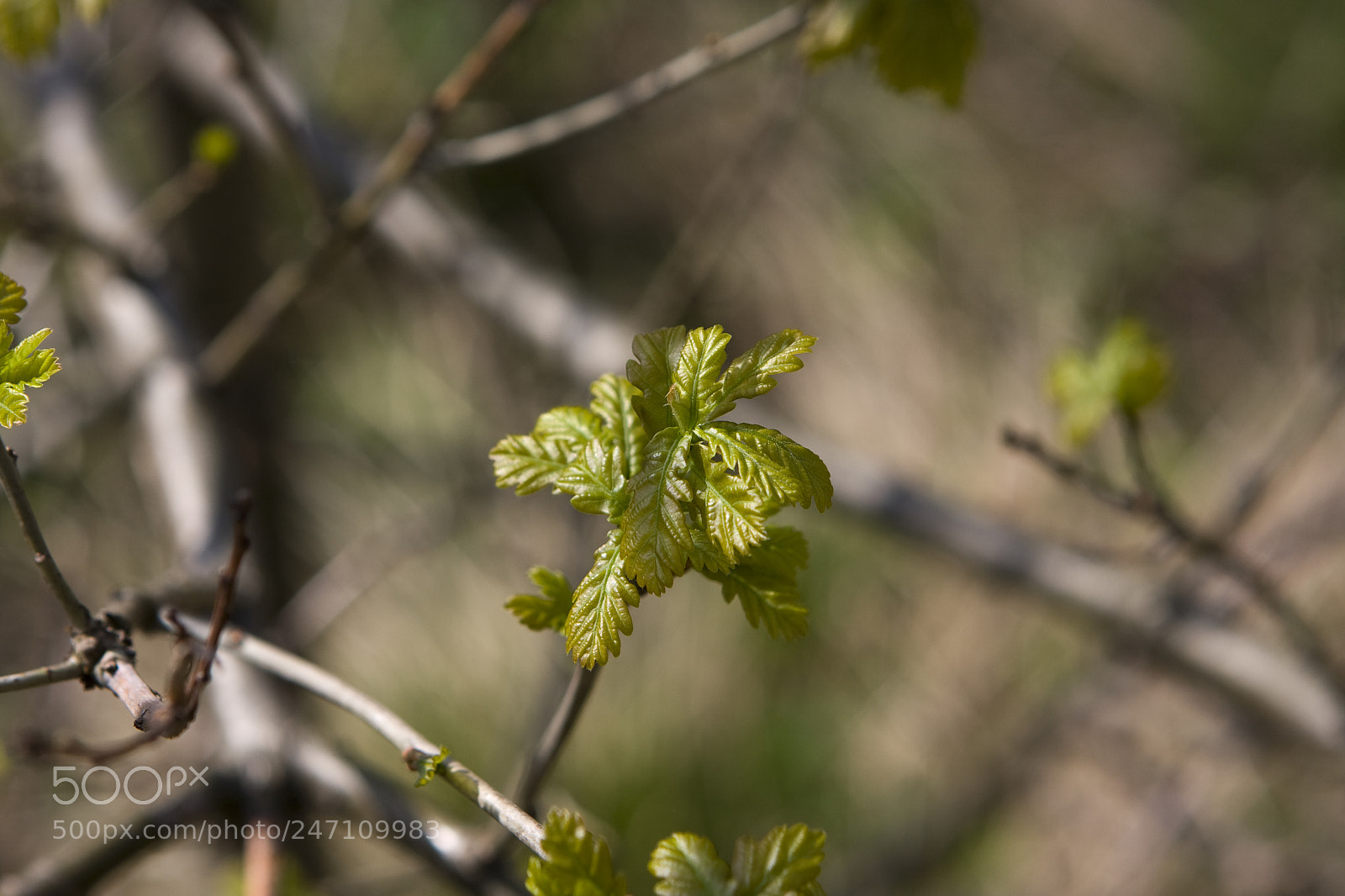 Canon EOS 40D sample photo. Young oak leaves photography
