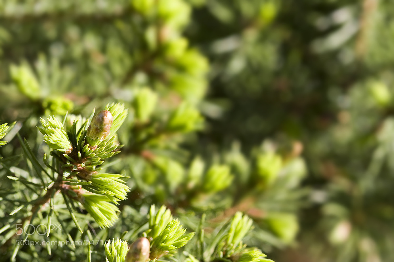 Canon EOS 40D sample photo. Fir-tree photography