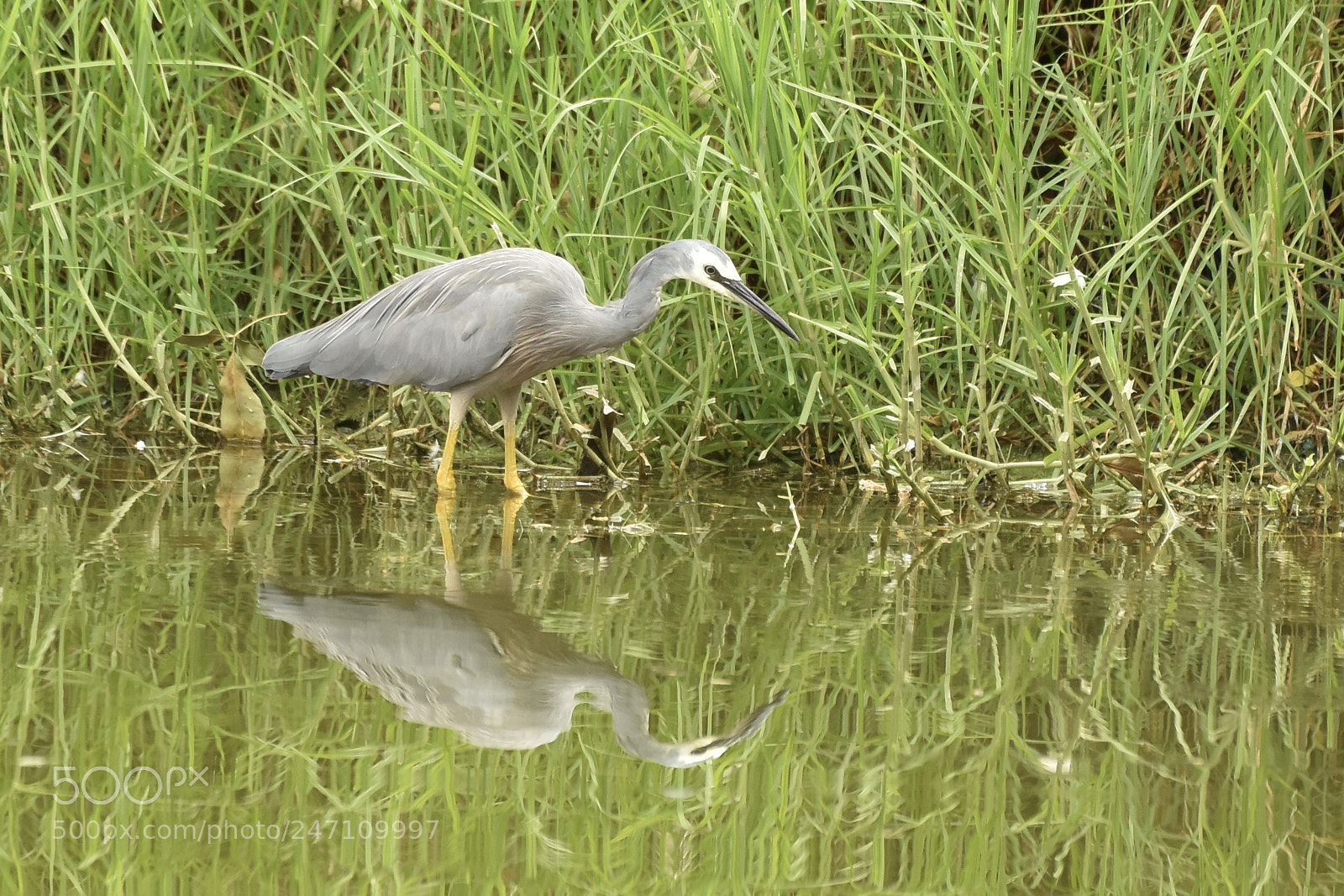 Nikon D810 sample photo. White faced heron photography