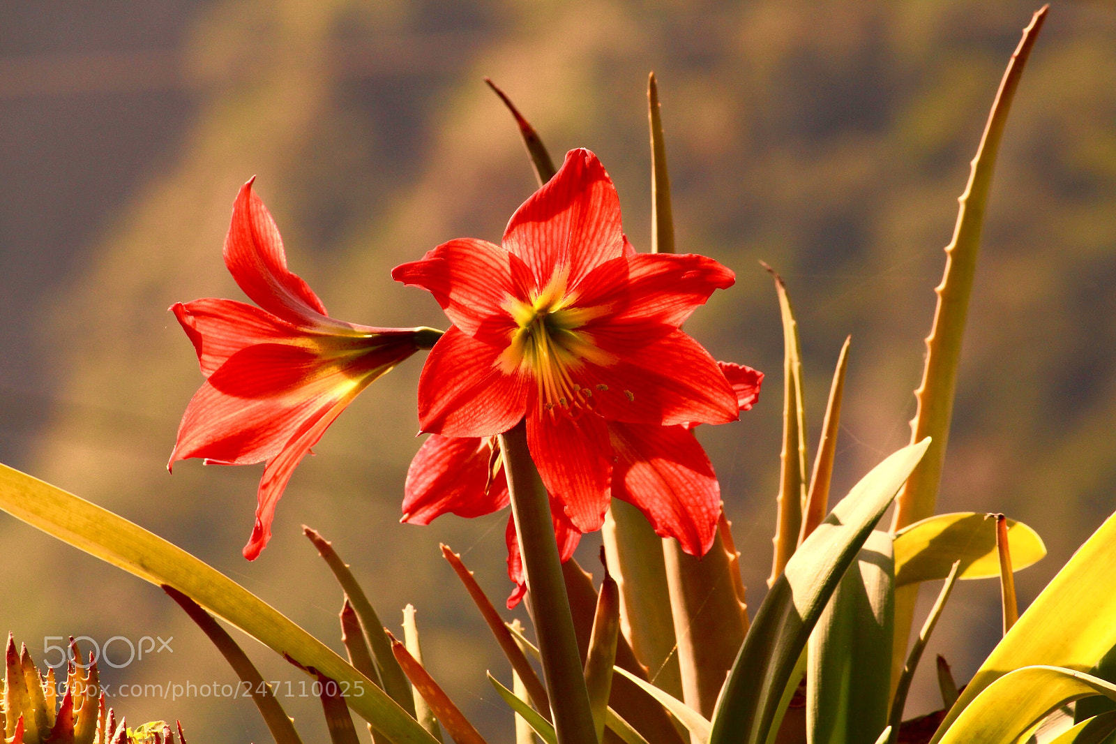 Canon EOS 700D (EOS Rebel T5i / EOS Kiss X7i) sample photo. Wherever life plants you photography