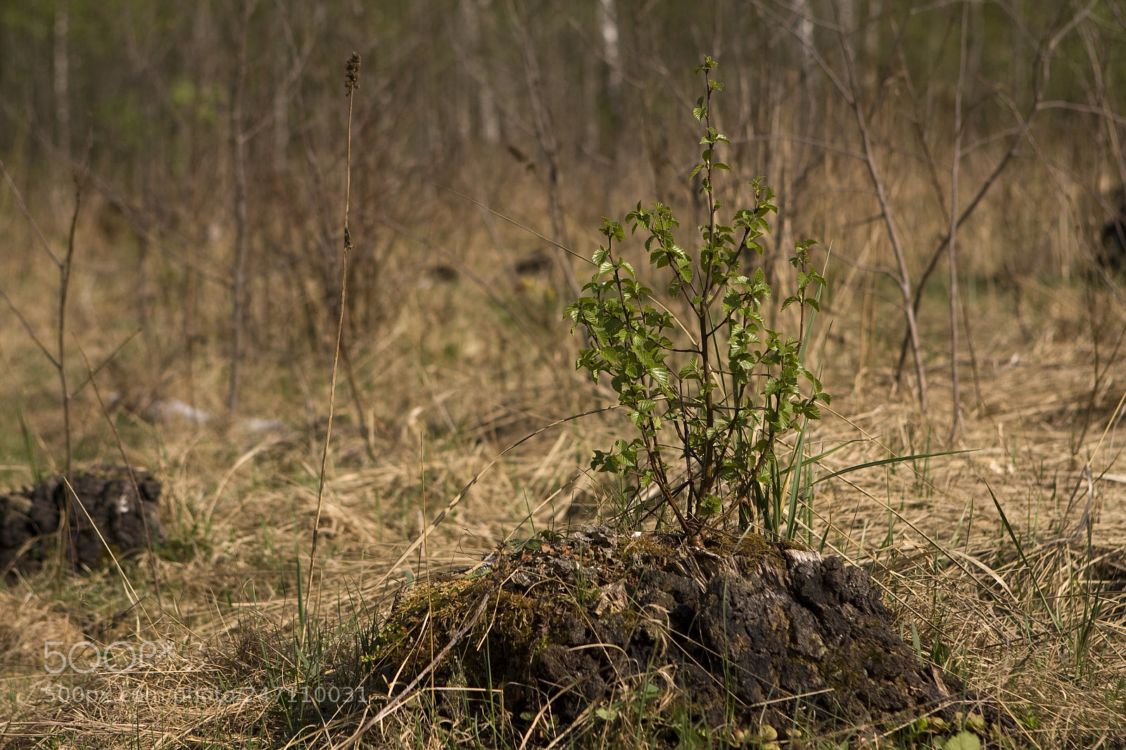 Canon EOS 40D sample photo. Born new life photography