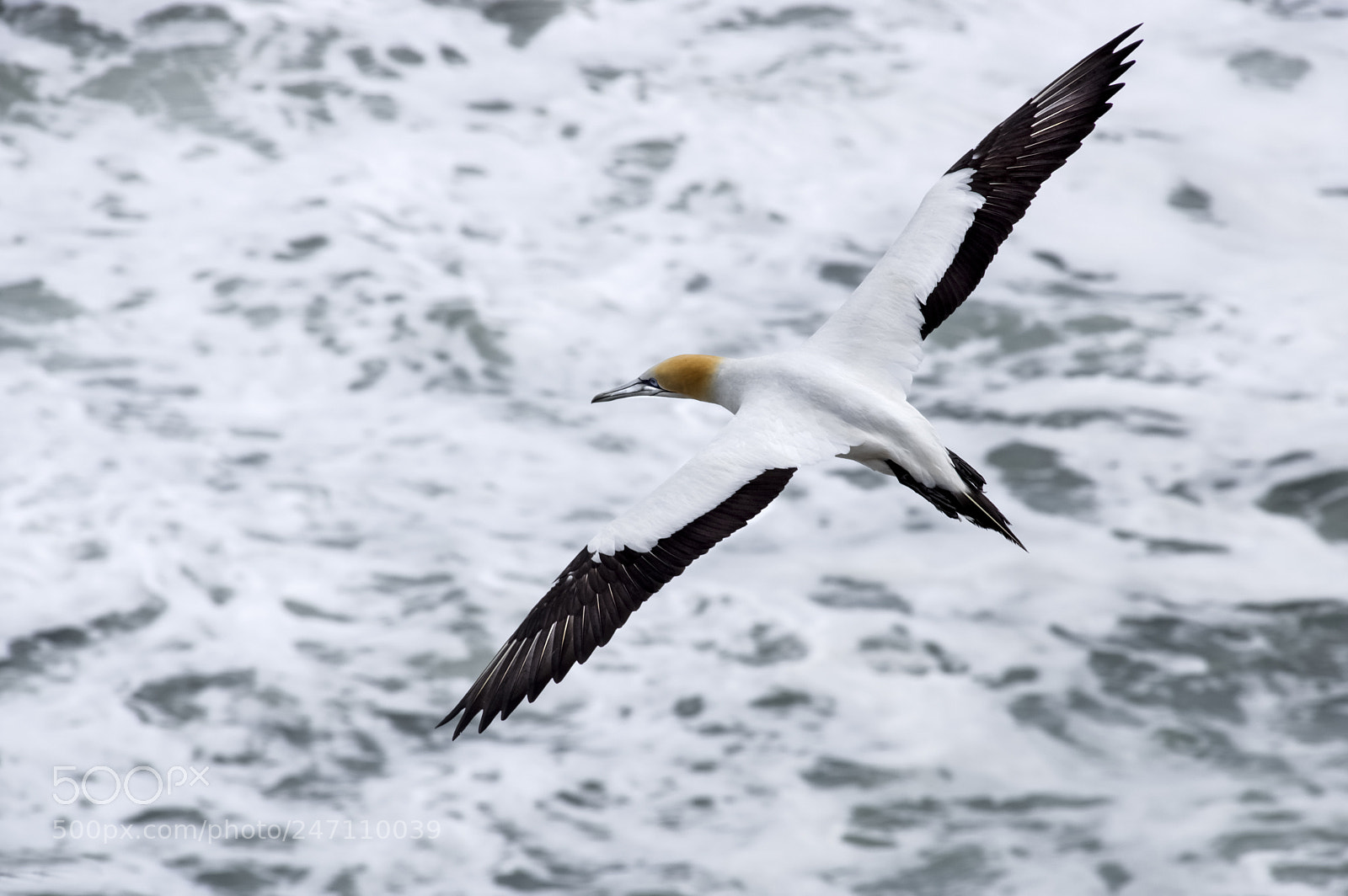 Pentax K-3 II sample photo. Flight photography