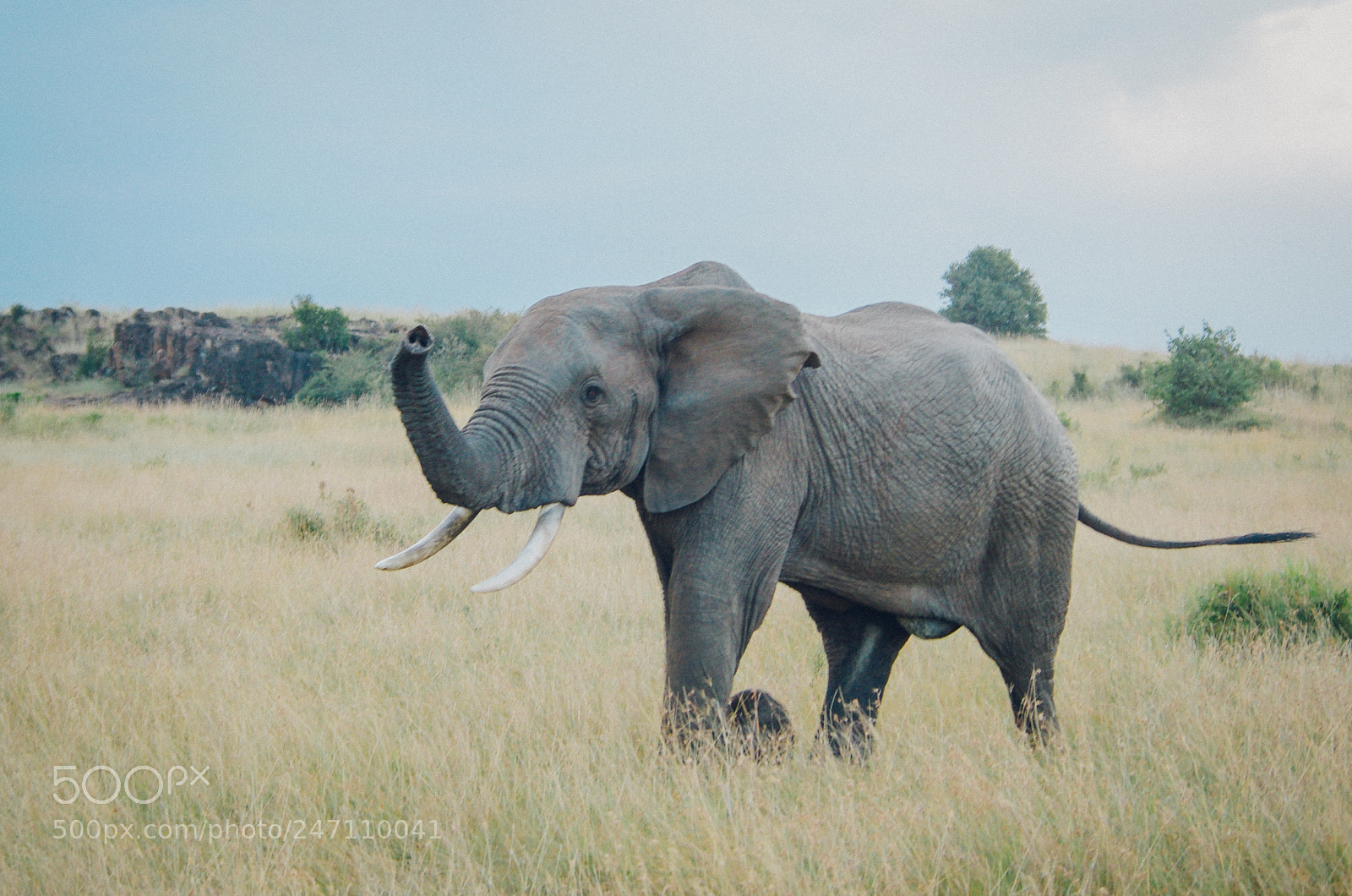 Pentax K-5 sample photo. The elephant :d photography