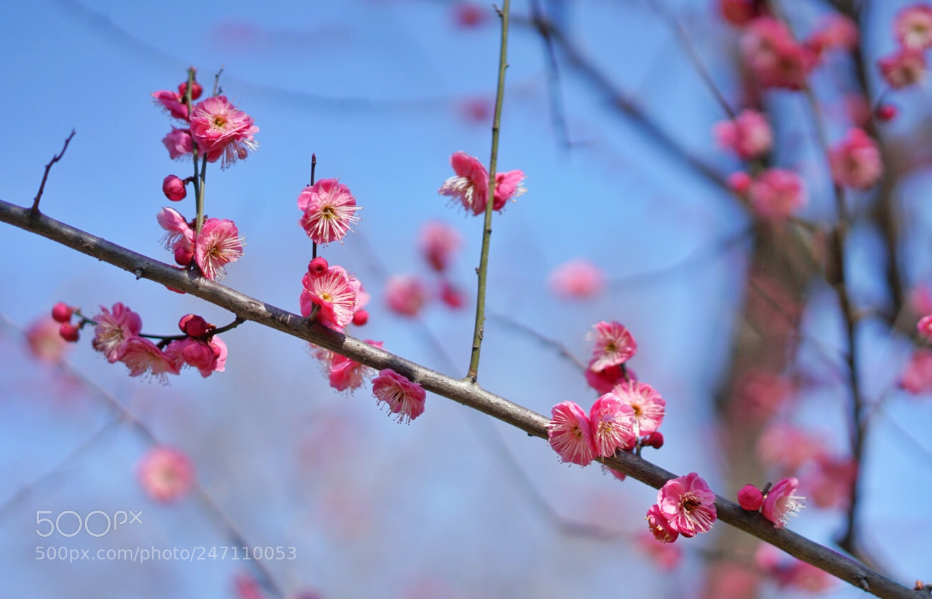 Sony a7 II sample photo. Untitled photography