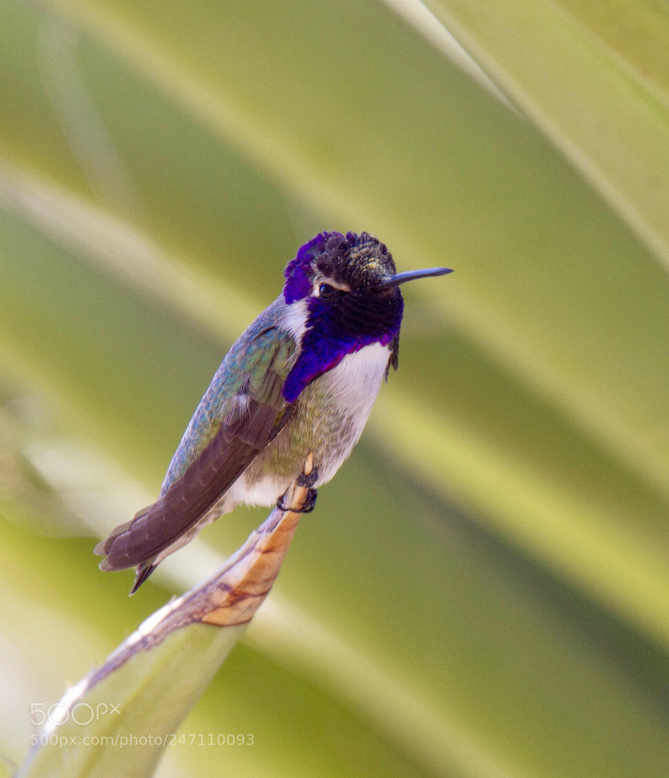Canon EOS 7D sample photo. Costa's hummingbird photography