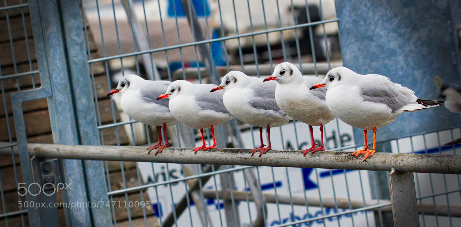 Canon EOS 550D (EOS Rebel T2i / EOS Kiss X4) sample photo. Audouin's gulls expressing cold photography