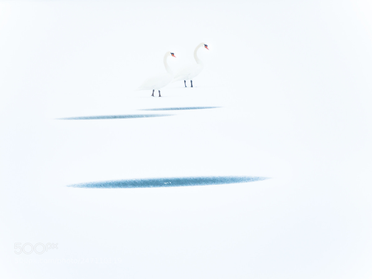 Olympus OM-D E-M5 II sample photo. Schwäne im schnee photography