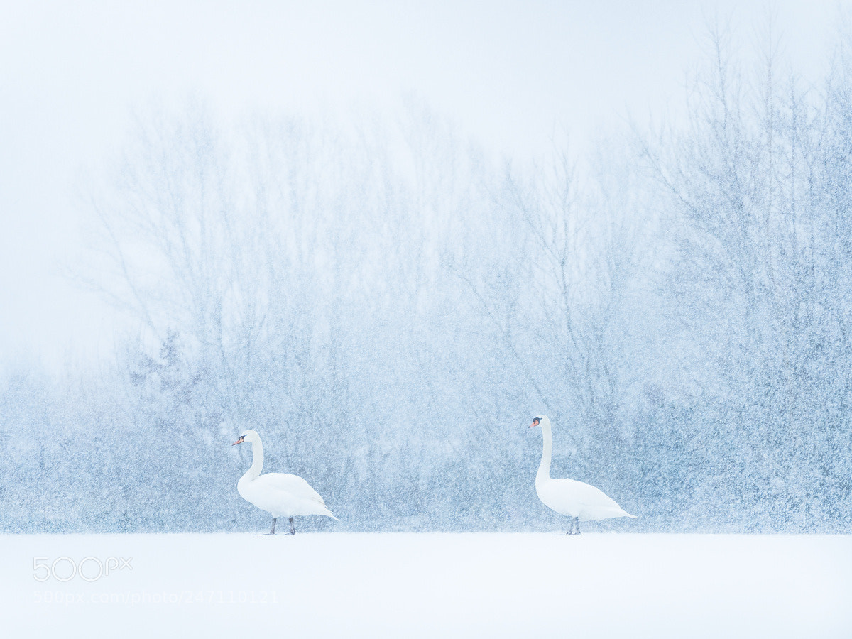 Olympus OM-D E-M5 II sample photo. Schwäne im schneefall photography