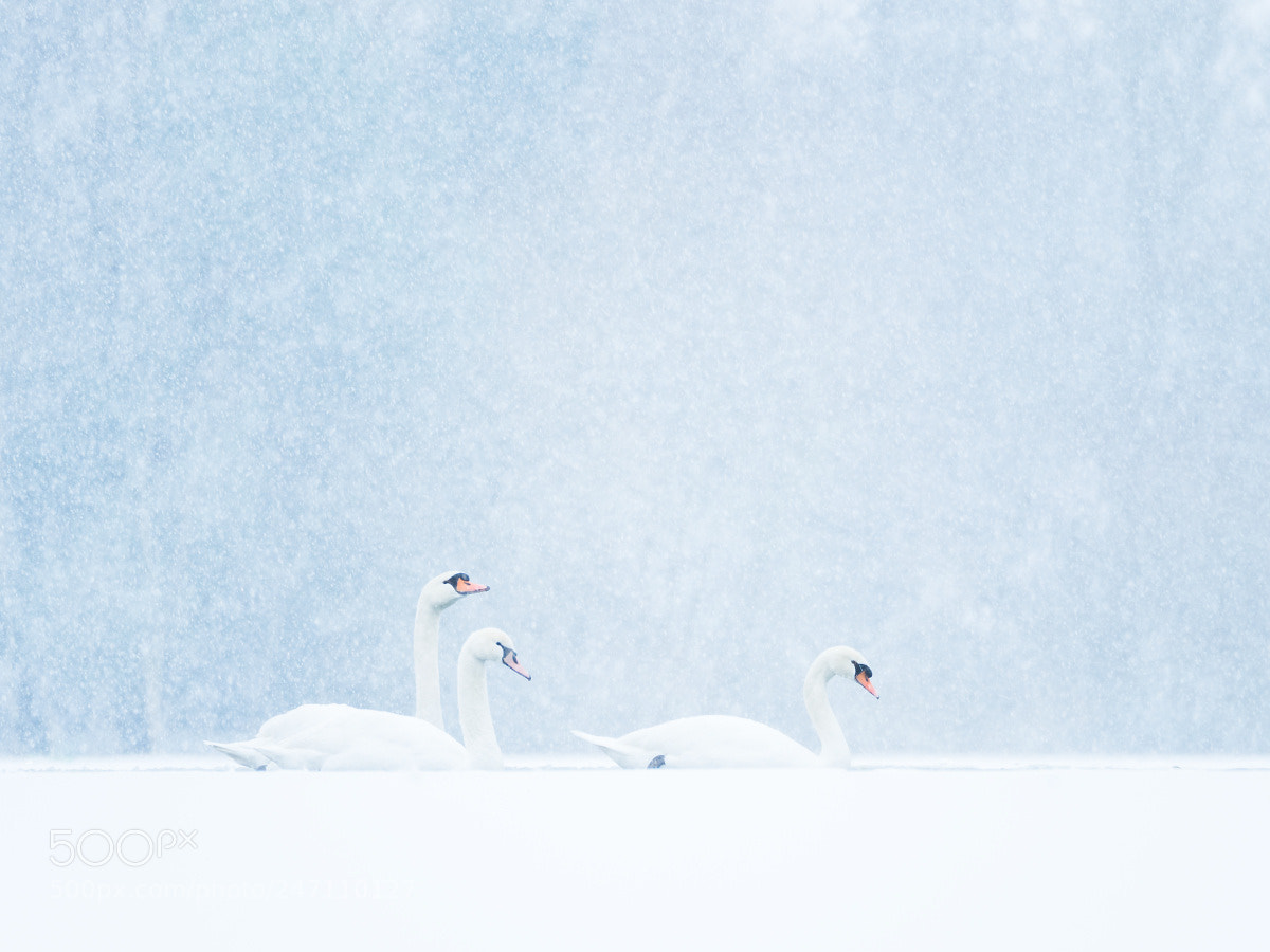 Olympus OM-D E-M5 II sample photo. Schwäne im schneefall photography